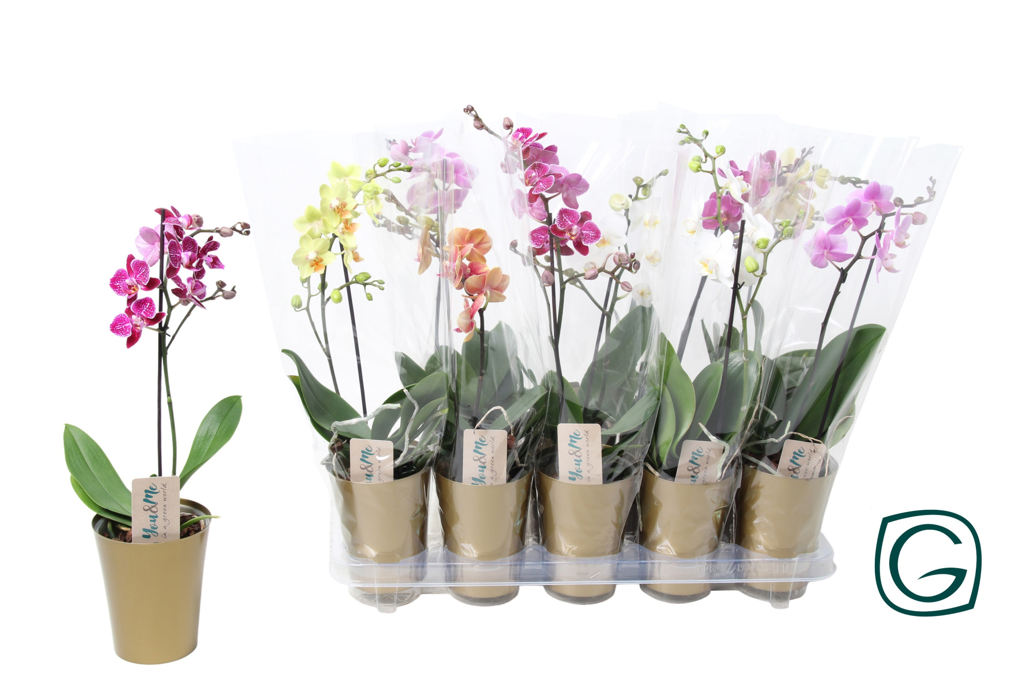 Multiflora 1tk mix in gouden pot, D 12