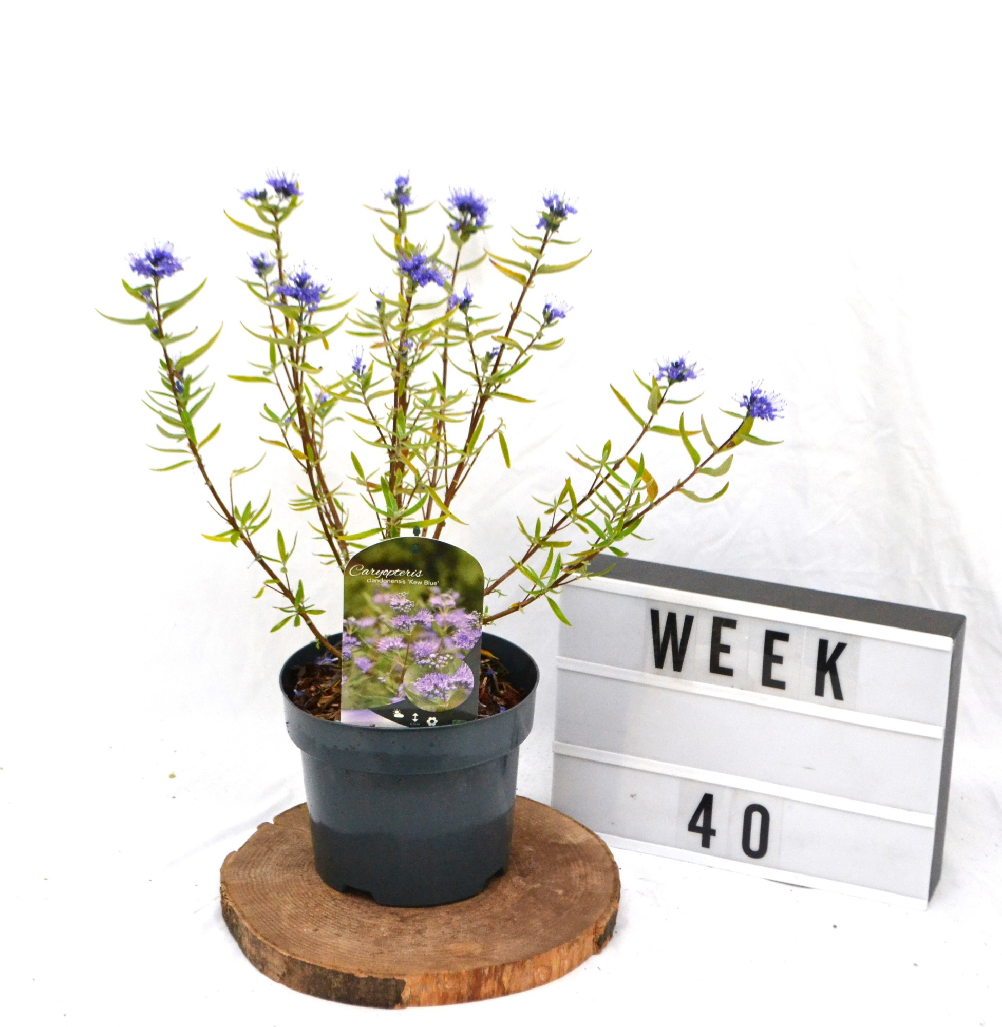 Caryopteris cla. 'Kew Blue' C3 30-40, D 19 cm