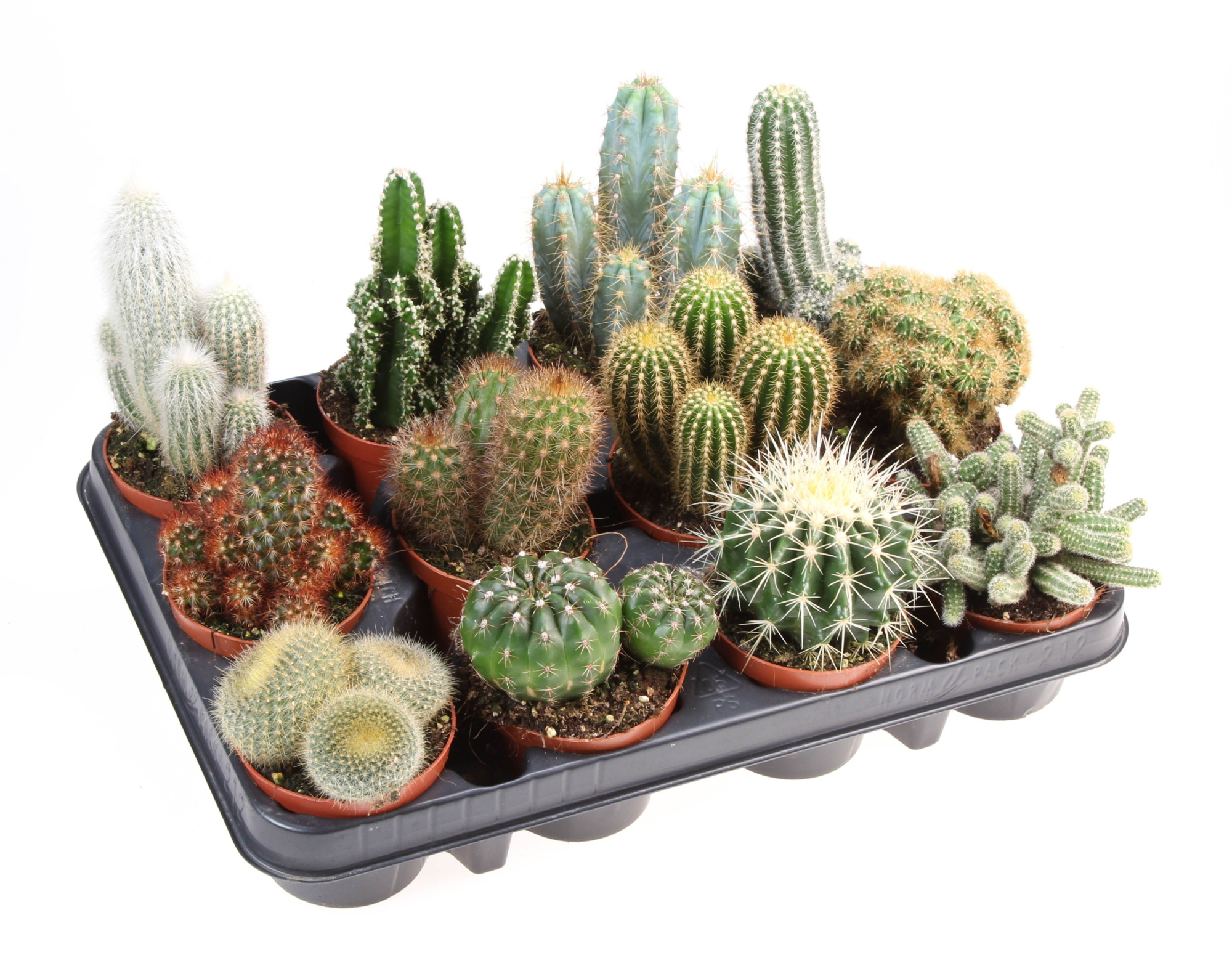 Cactus mix, D 8,5 cm