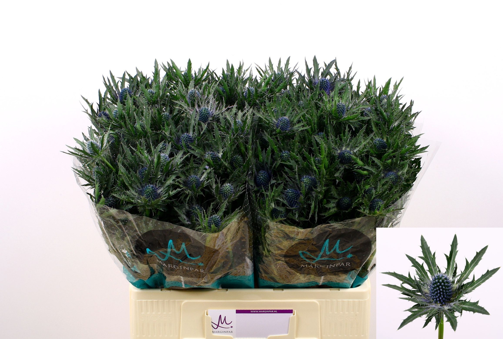 Эрингиум Орион Кьюстар 60, шт.