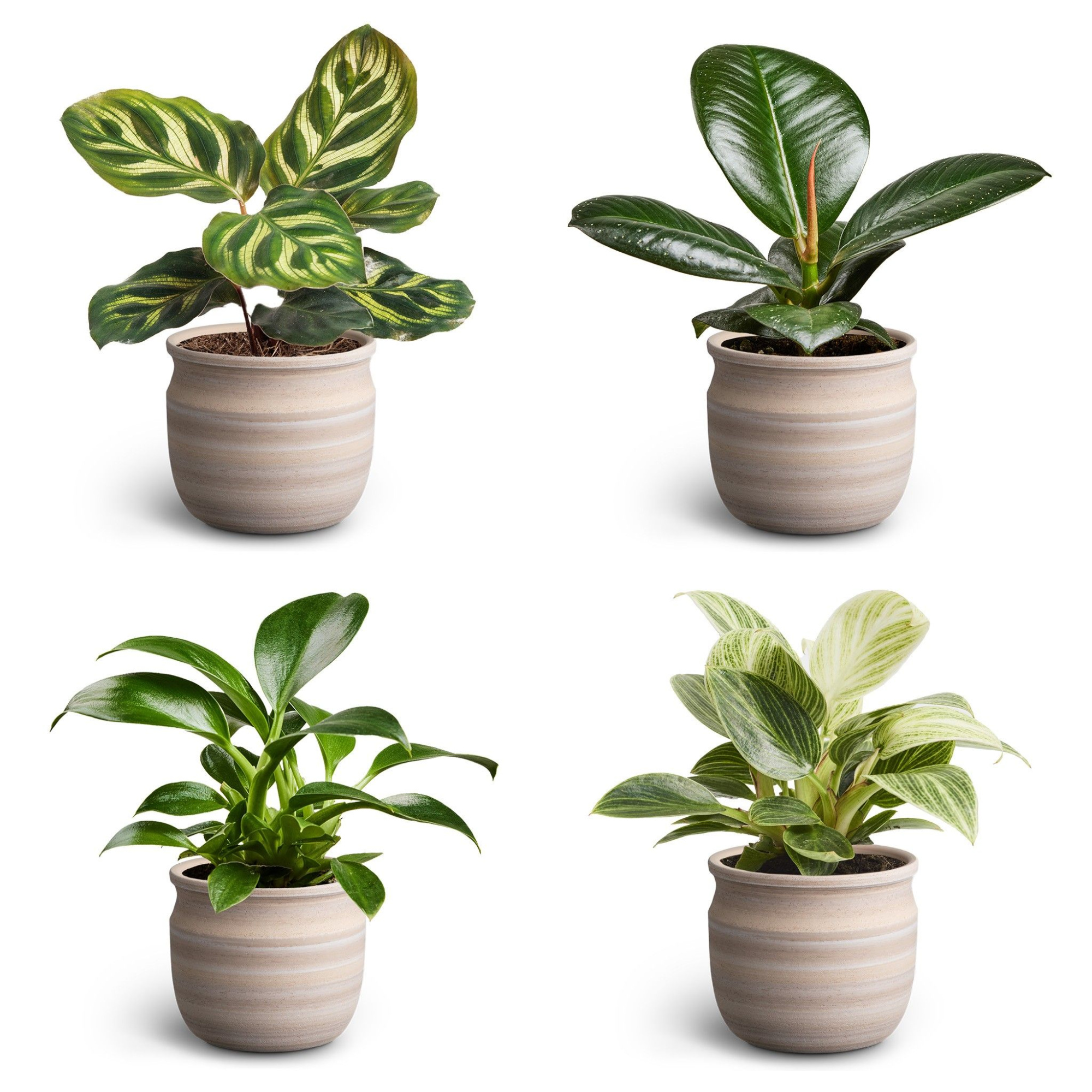 Maceta, Leaf Collection, D 7 cm