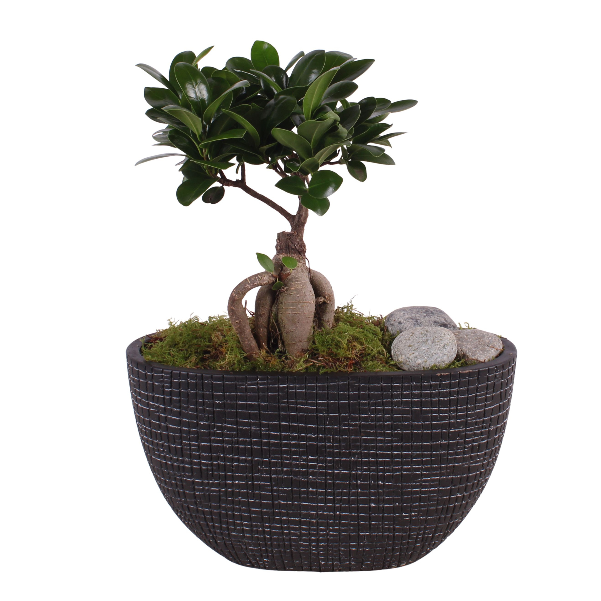 Ficus m. Ginseng ø09cm in ø26cm Luxury Ceramic, D 26