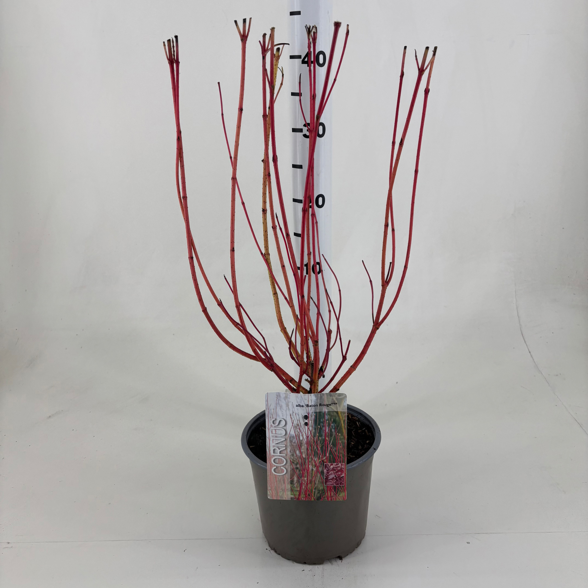 Cornus alba 'Baton Rouge' ®, D 19 cm