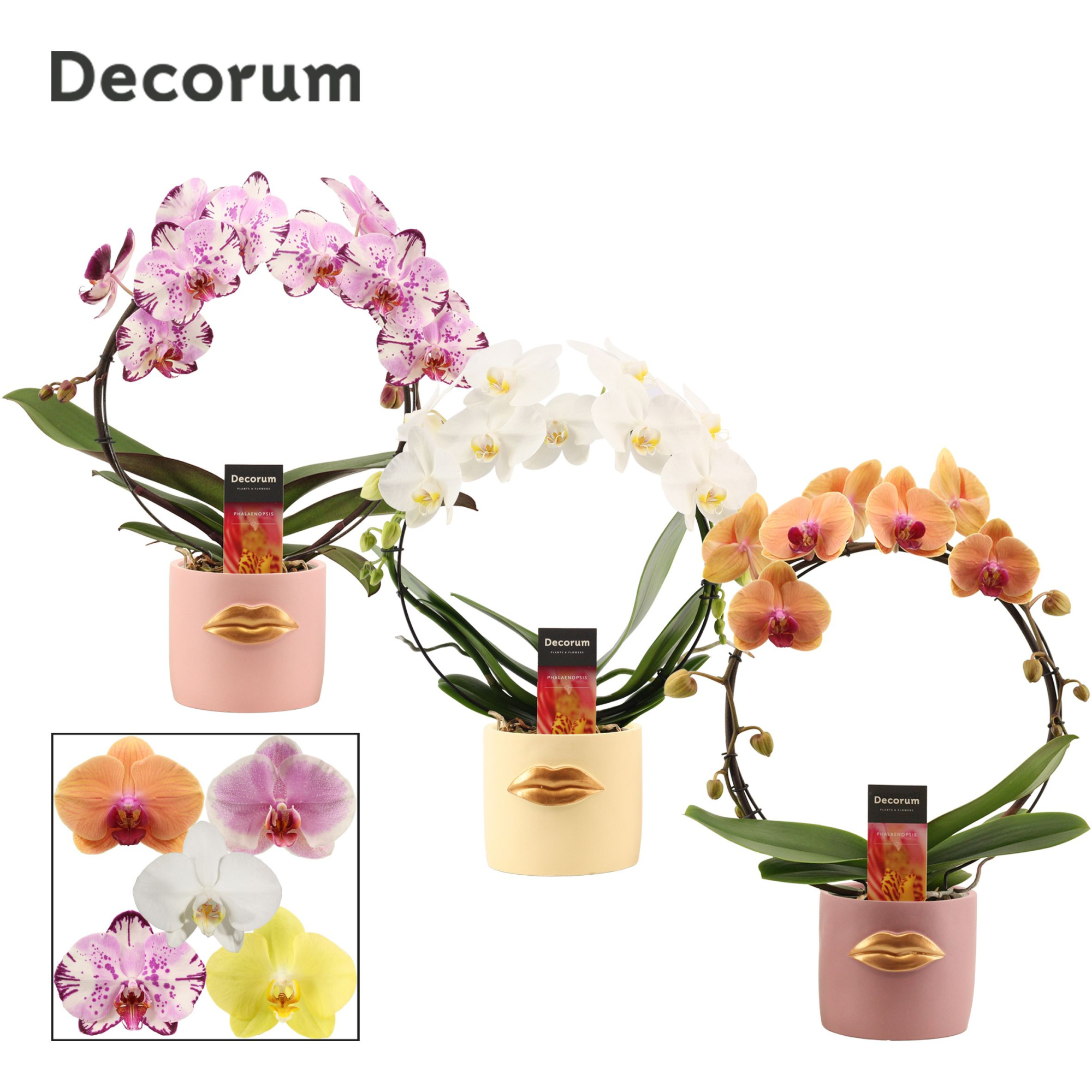 Phalaenopsis boog mix in Lovely (Luxury World-collection), D 12 cm