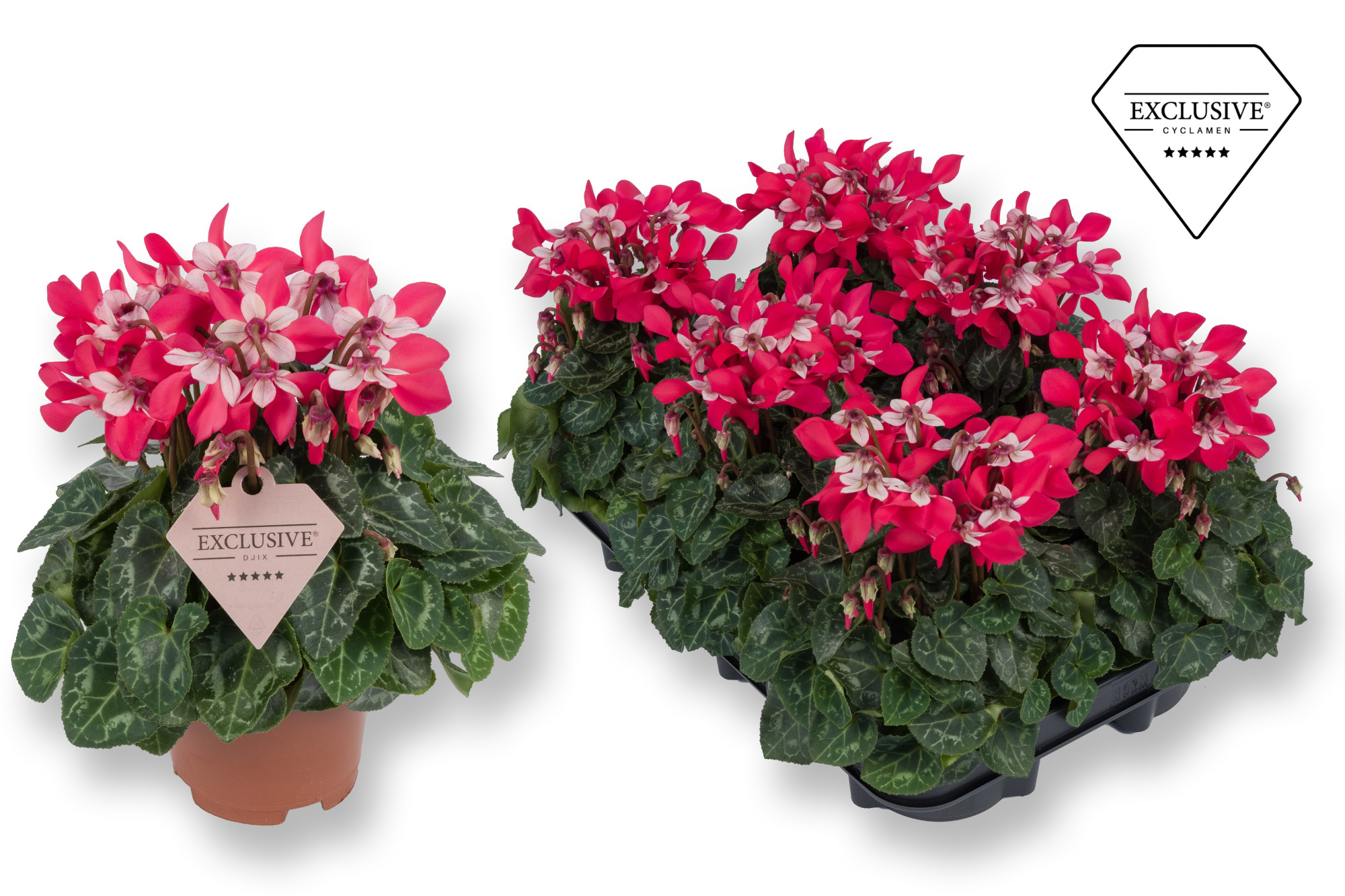Cyclamen Exclusive® Djix Rood, D 10,5