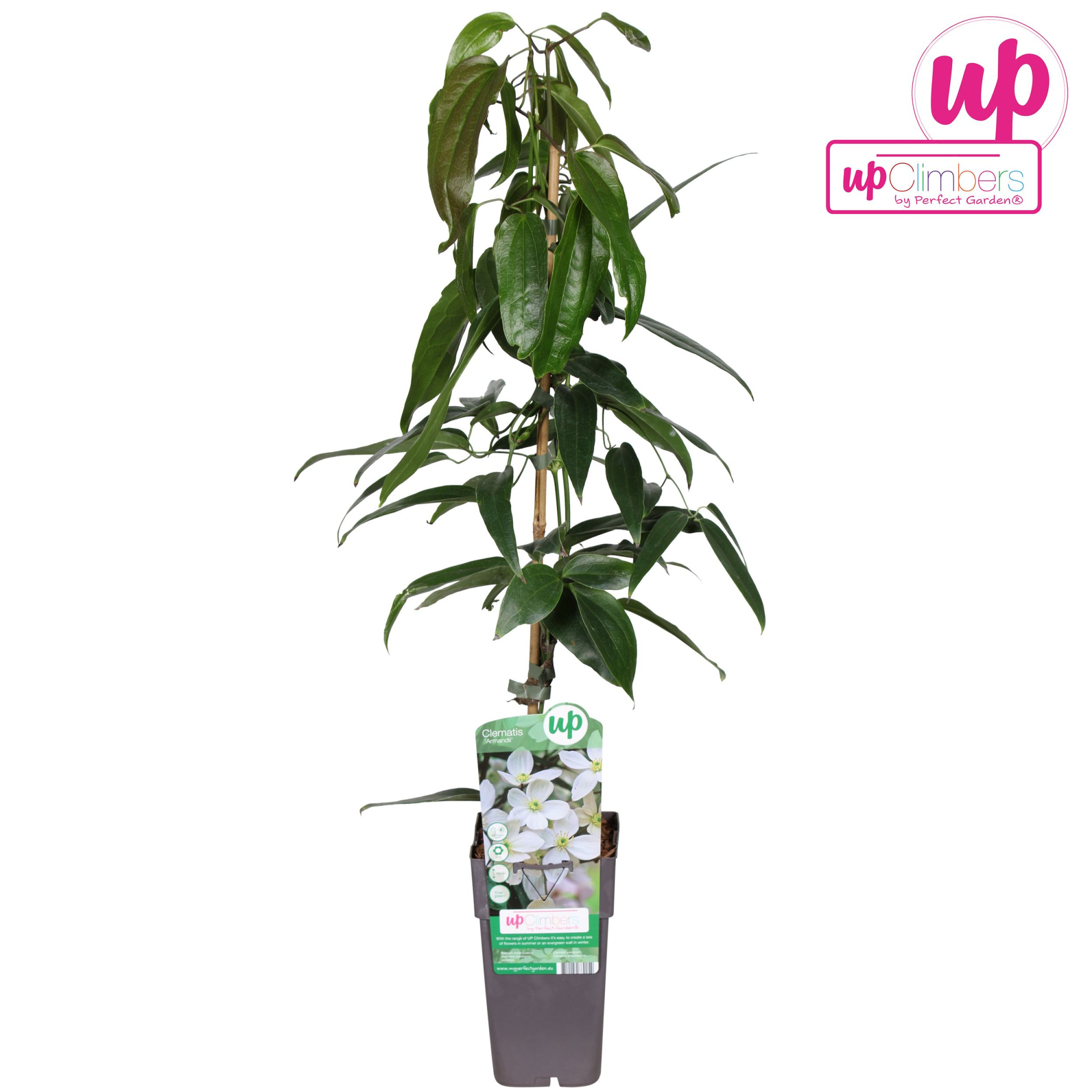 Clematis armandii P15, D 15