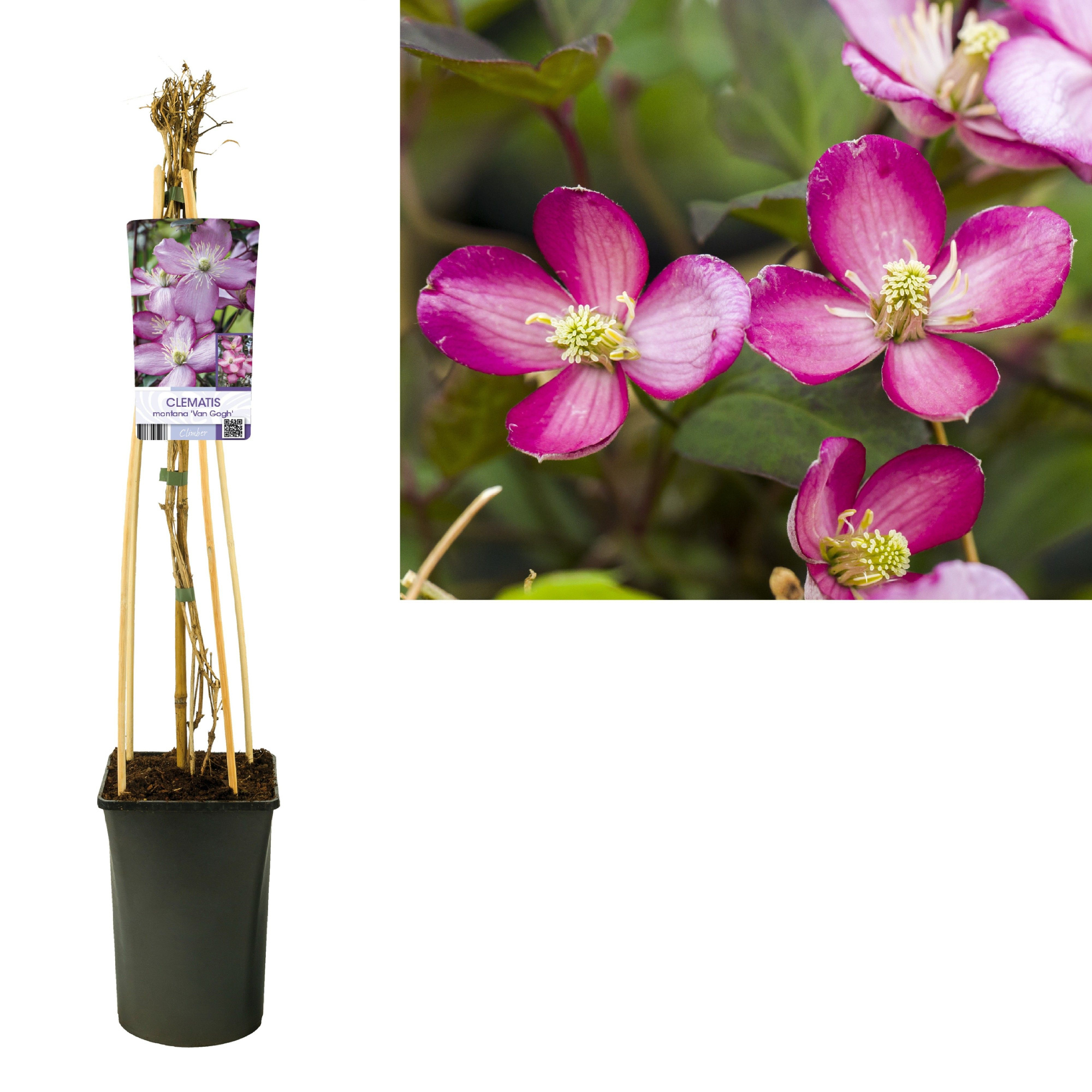 Clematis montana 'Van Gogh' +light label, D 17 cm