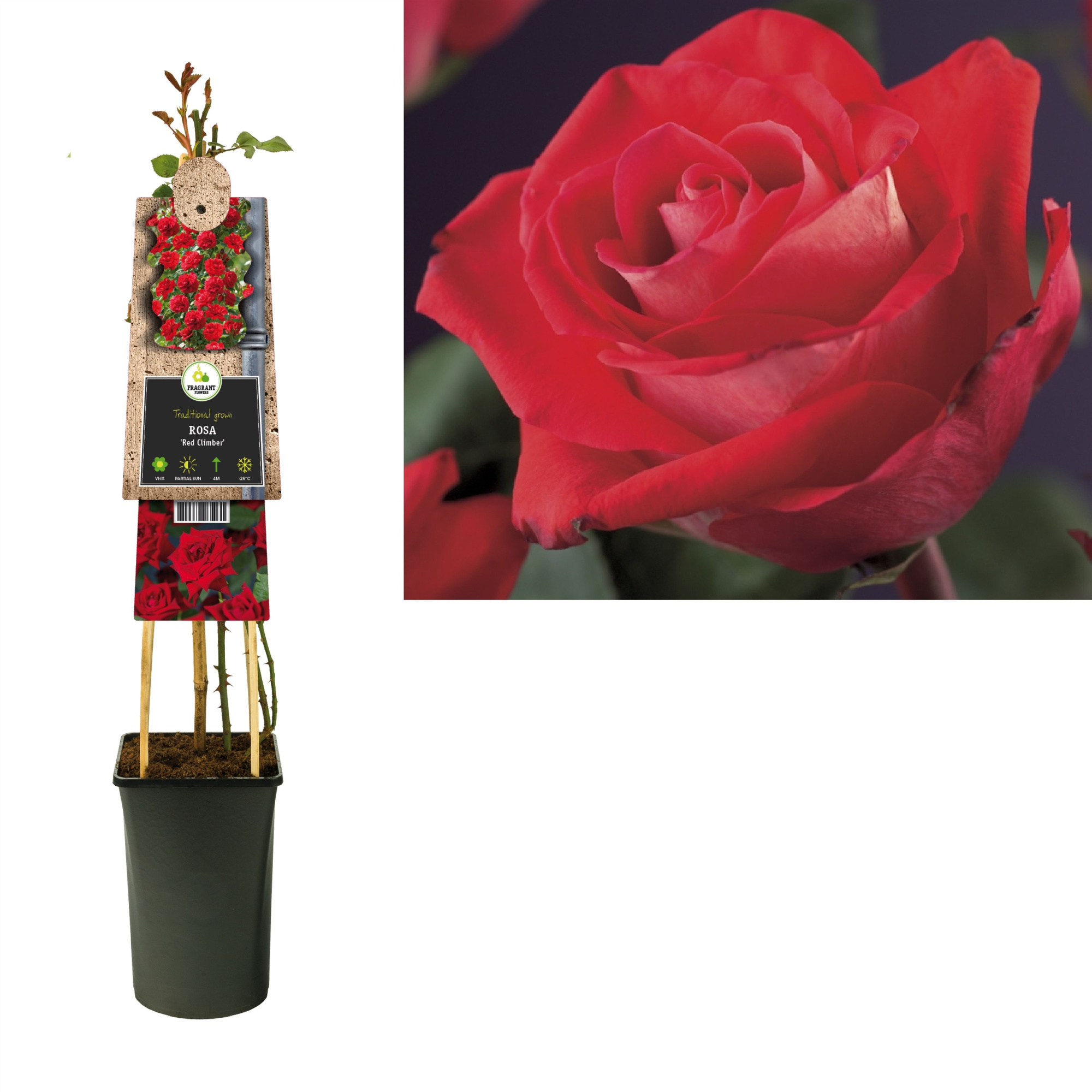 Rosa 'Red Climber' +3.0 label, D 17
