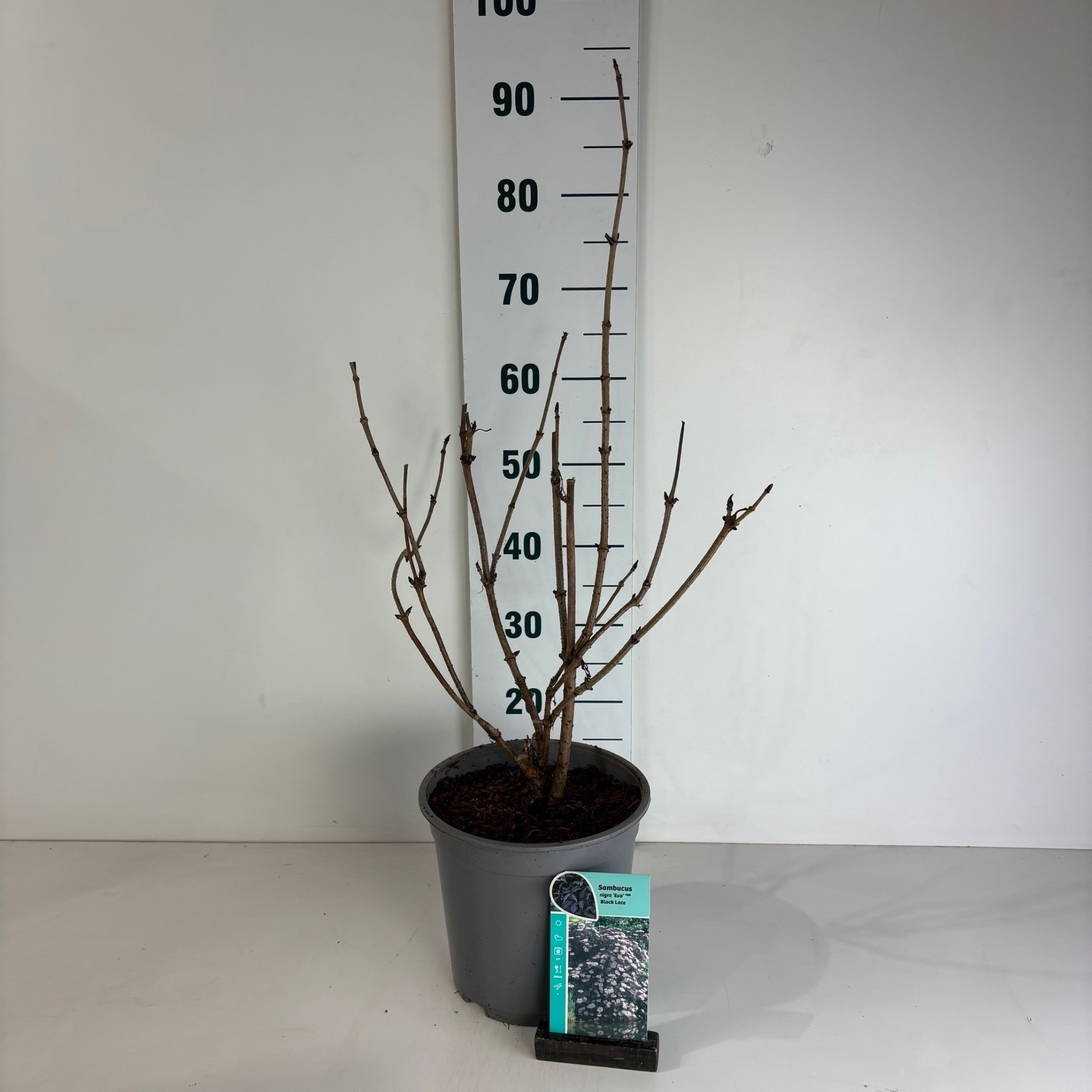 Sambucus nigra Black Lace, D 24