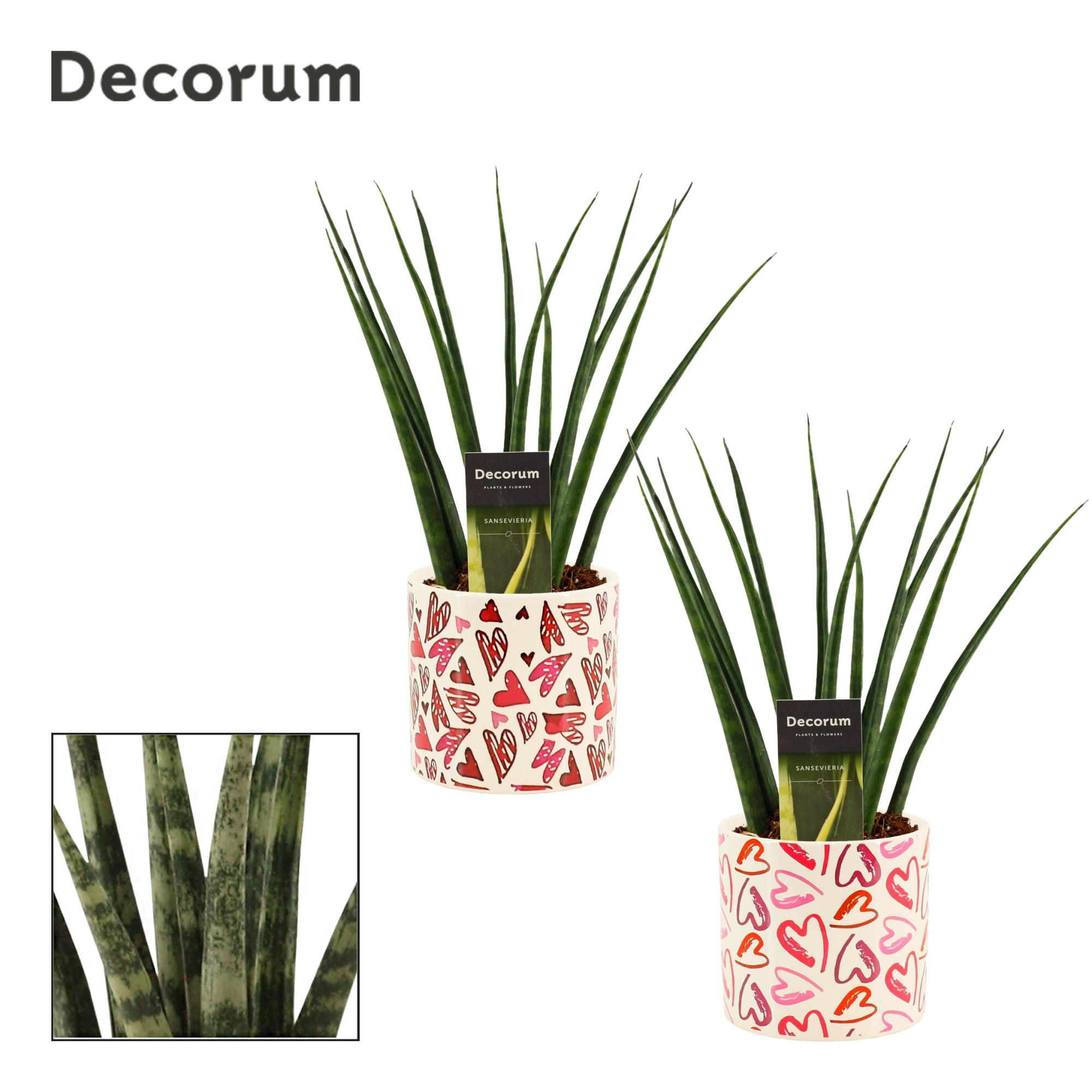 Sansevieria Fernwood 12 cm in Julia (Deco-collection), D 12