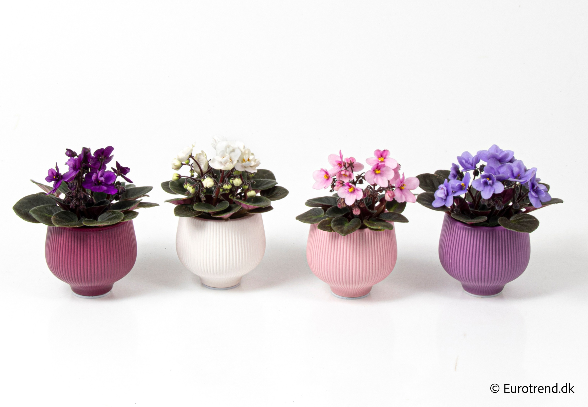 Saint paulia in Valentine ceramic 2026, D 6