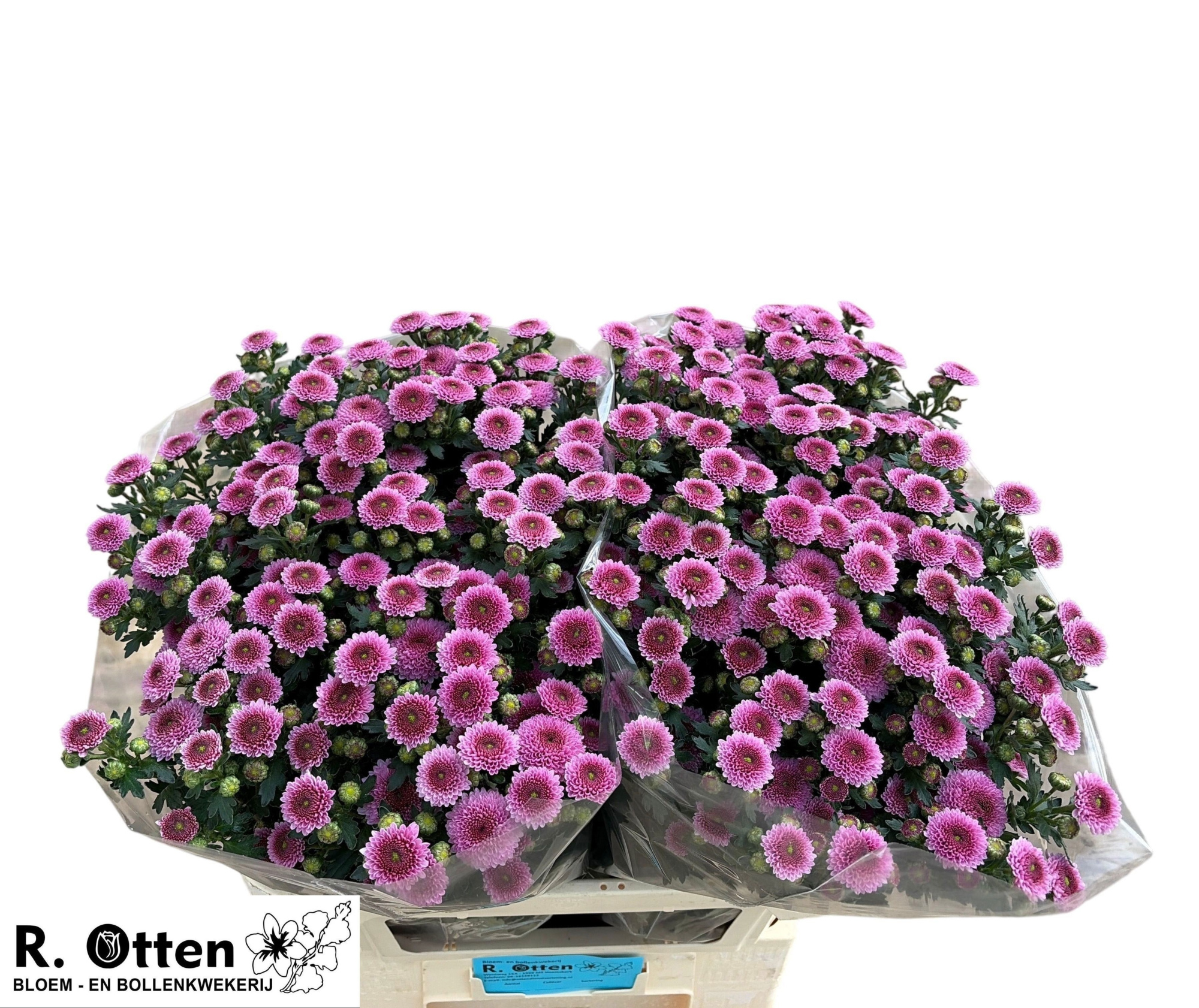 Сантини Джейми Дарк, шт.