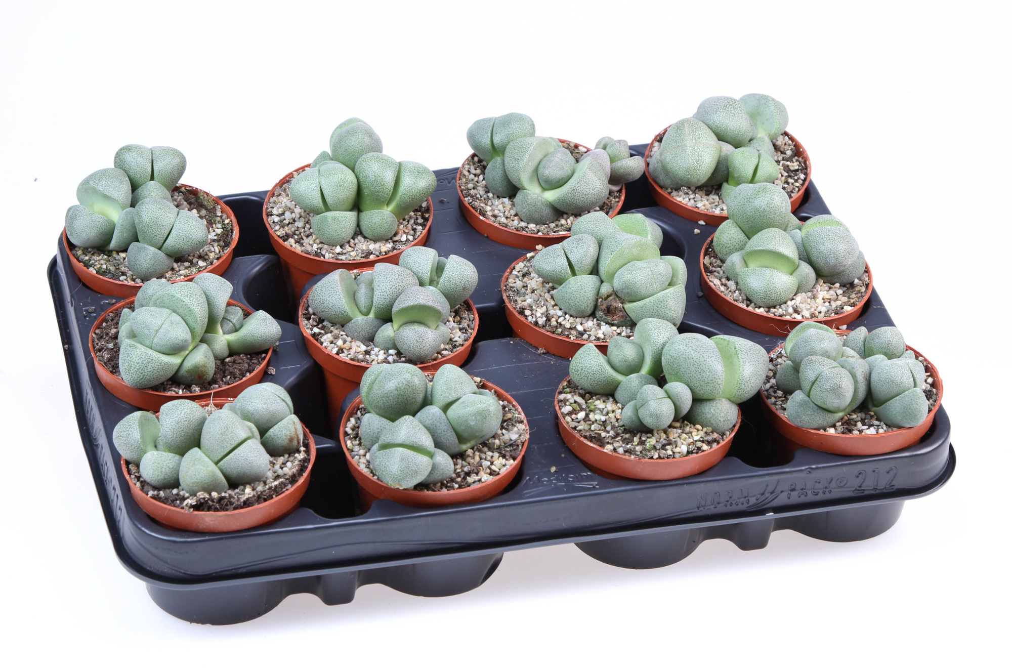 Pleiospilos nellii, D 8,5