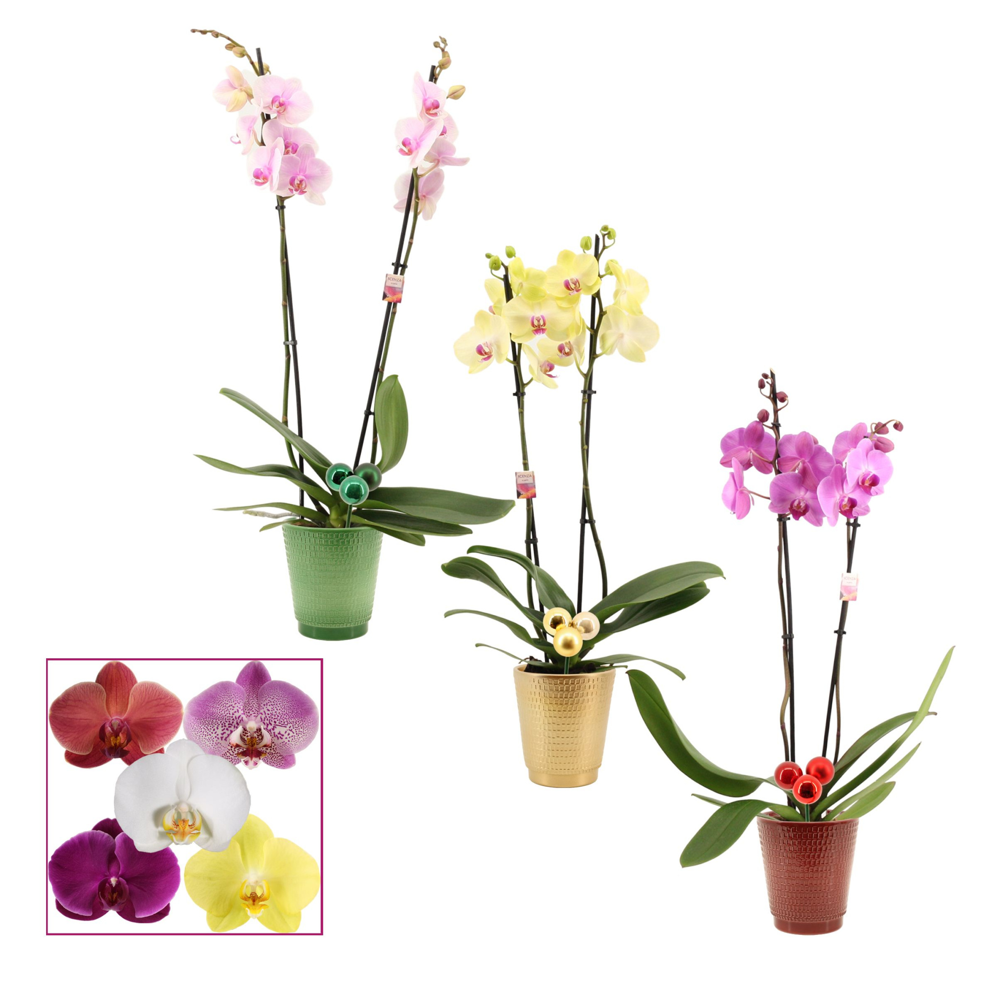 Phalaenopsis 2 tak 14+ mix in Mariah + kersballen bijsteker (Dec, D 12 cm