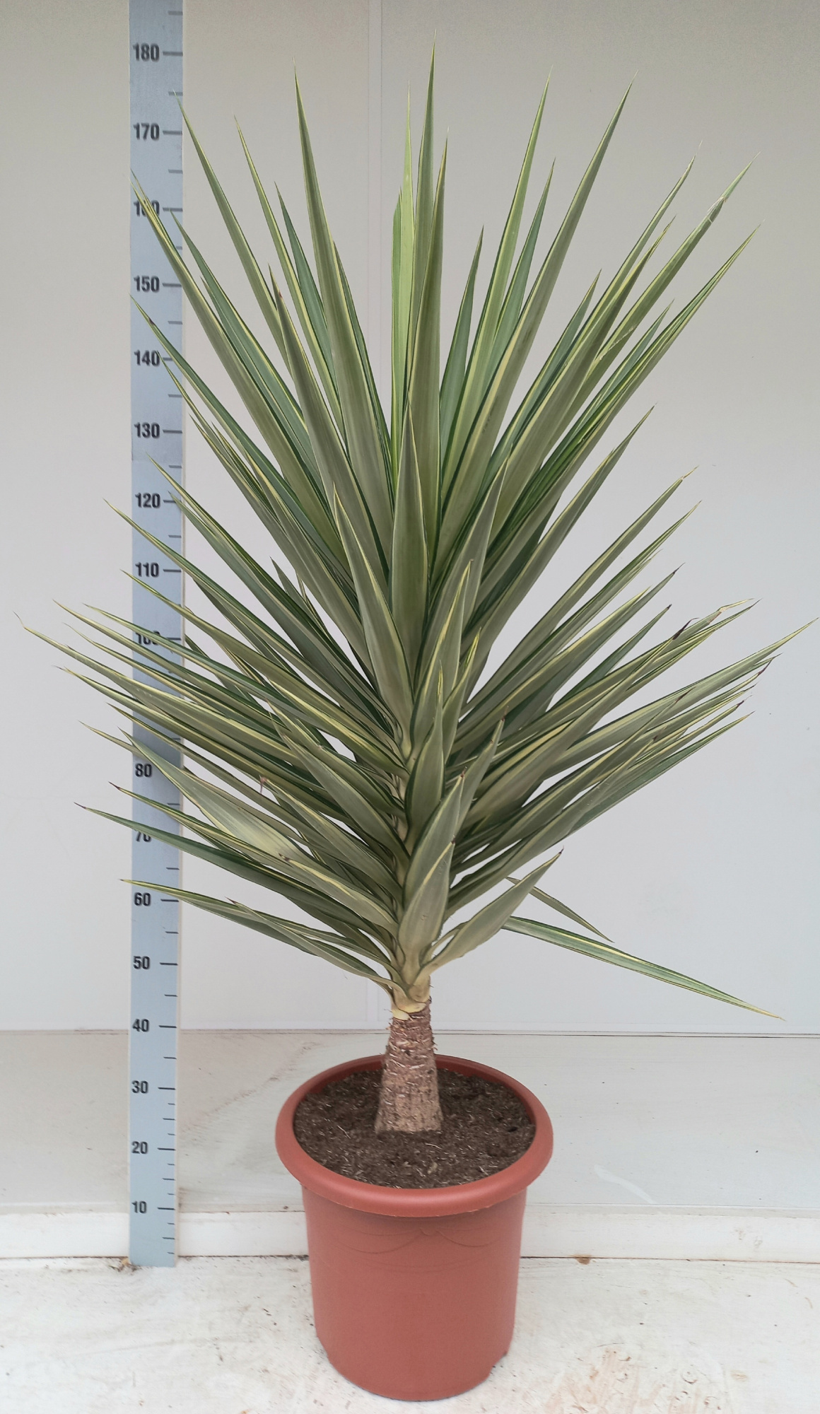 Yucca jewel P35 stam, D 40