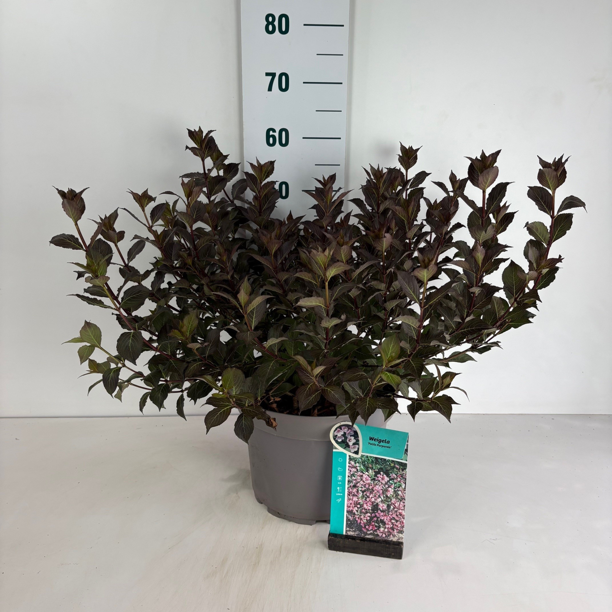 Weigela florida Foliis Purpureis, D 29 cm