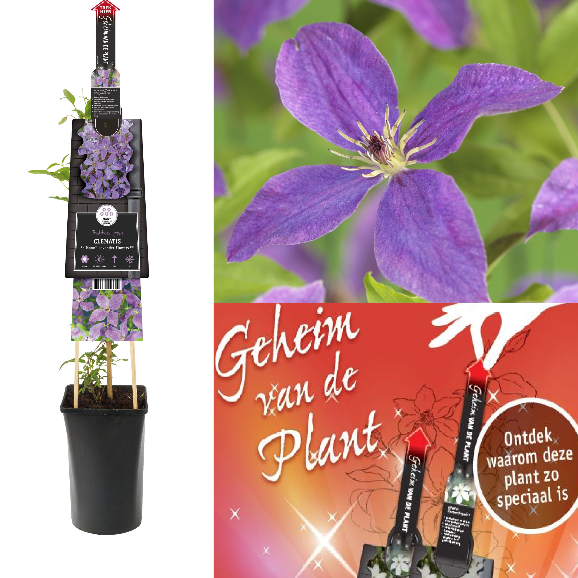 Clematis So Many® Lavender Flowers PBR secret of the plant EN, D 17