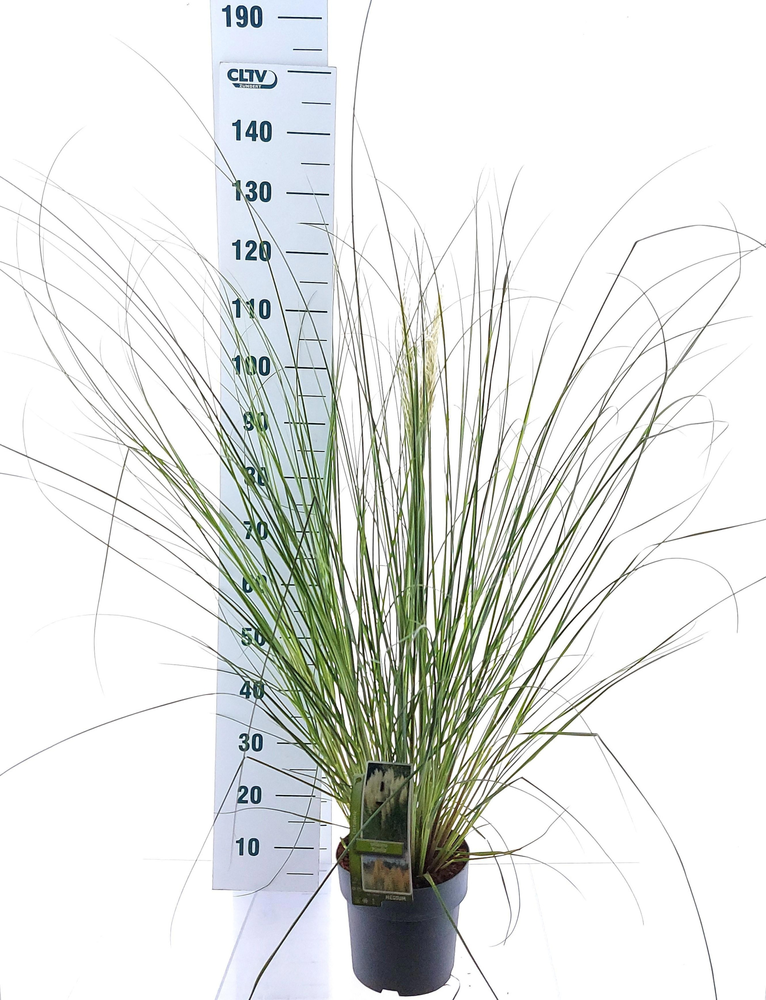 Cortaderia selloana 'Pumila', D 23 cm