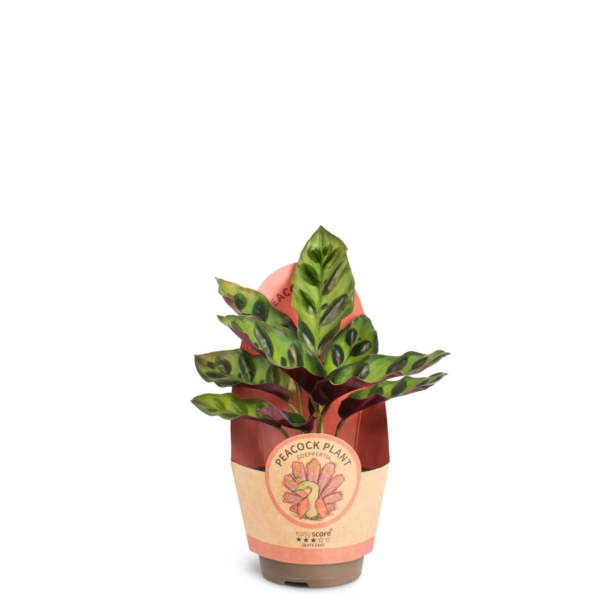 Calathea 'insignis', D 6