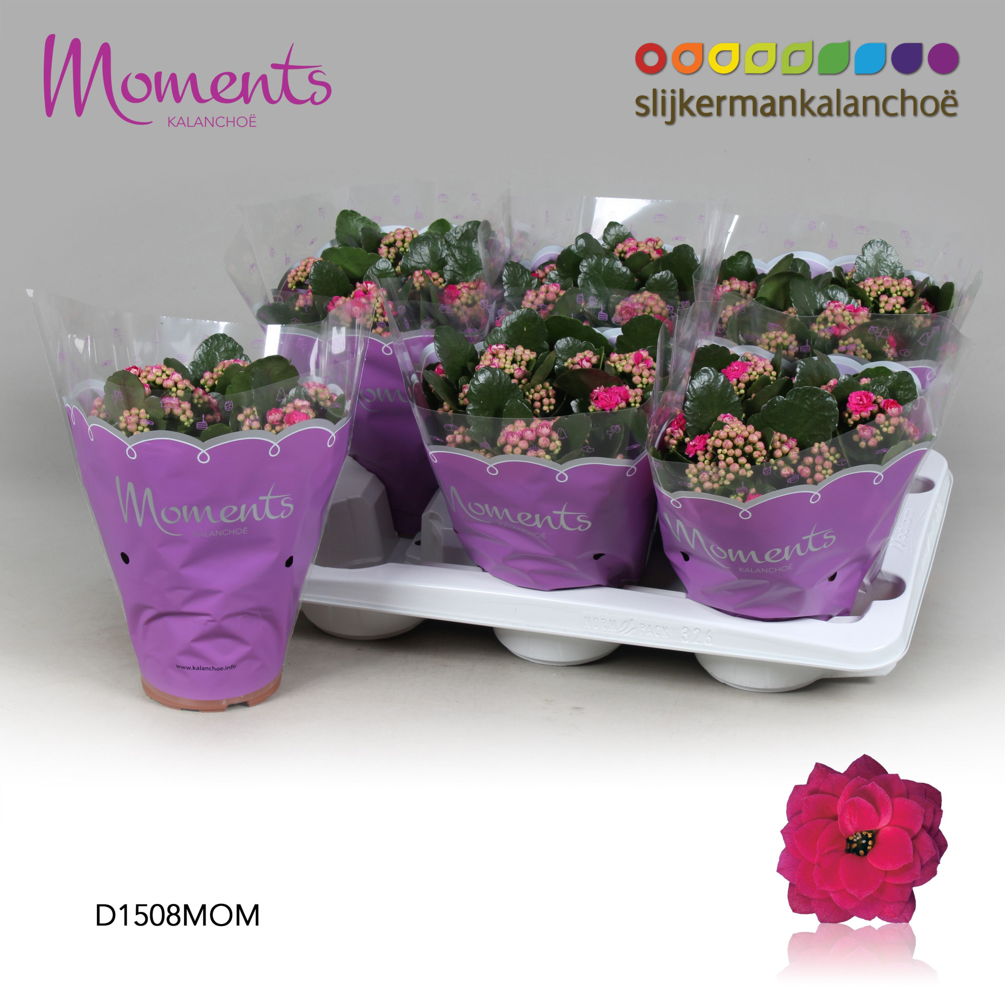 Kalanchoe Moments - Purple, D 15 cm