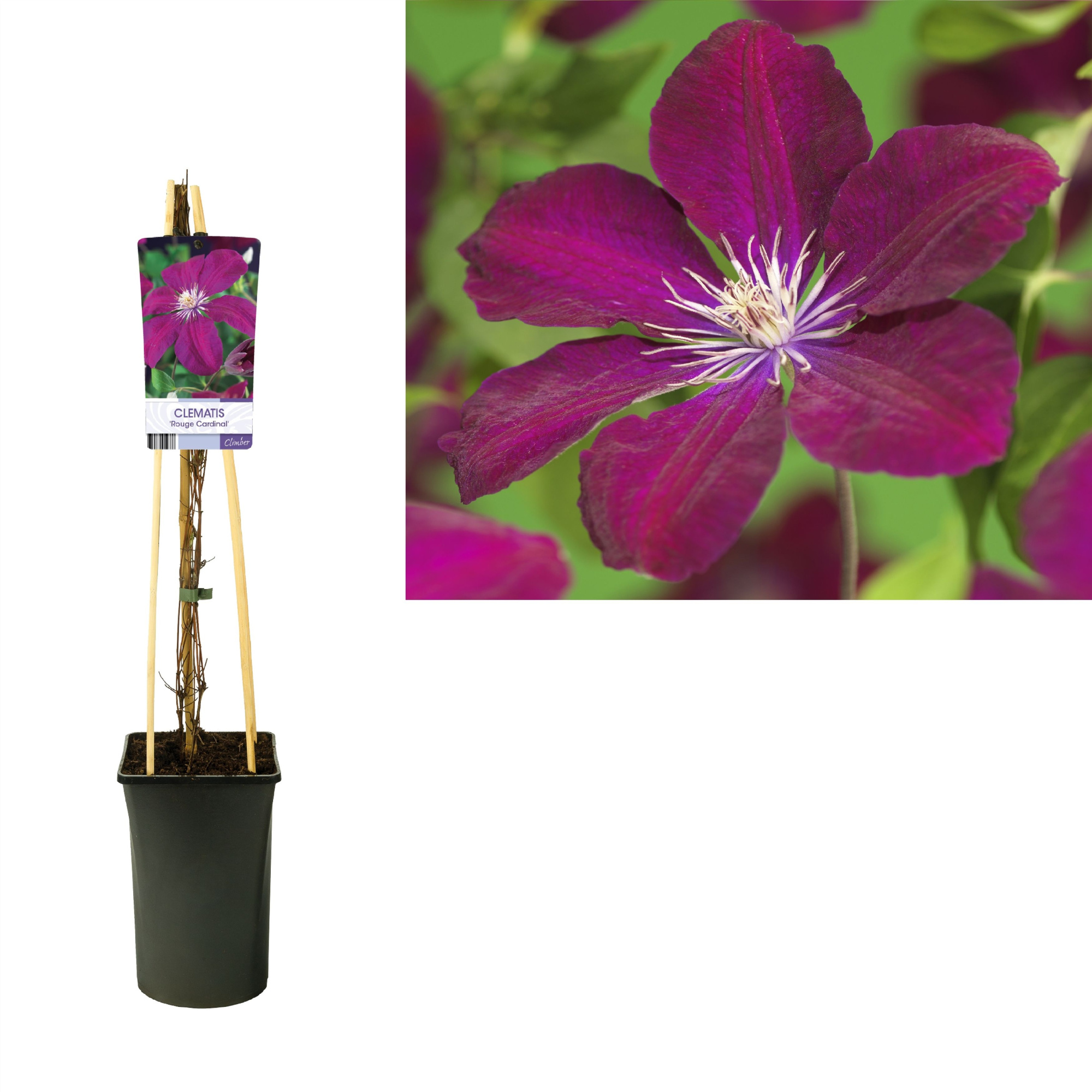 Clematis 'Rouge Cardinal' +light label, D 17 cm