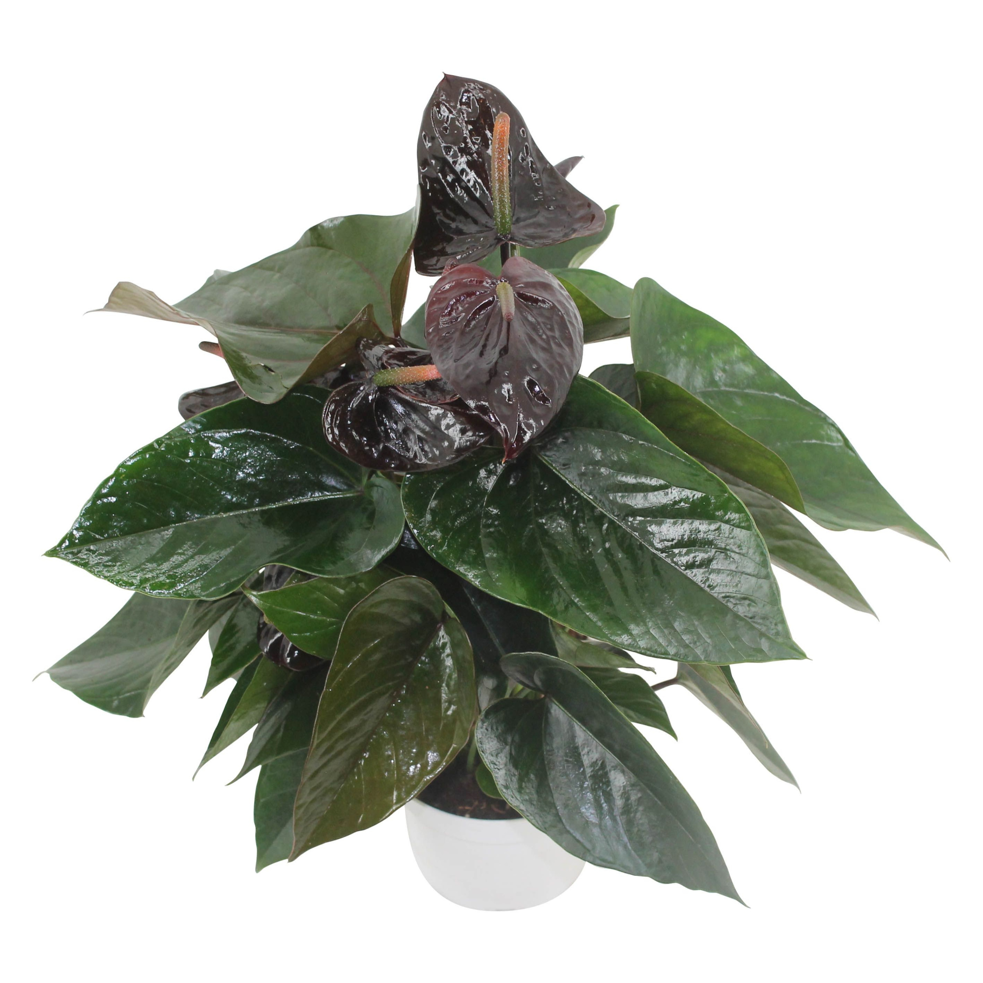 Anthurium XL.20  Paris Black pot 14cm, D 14 cm