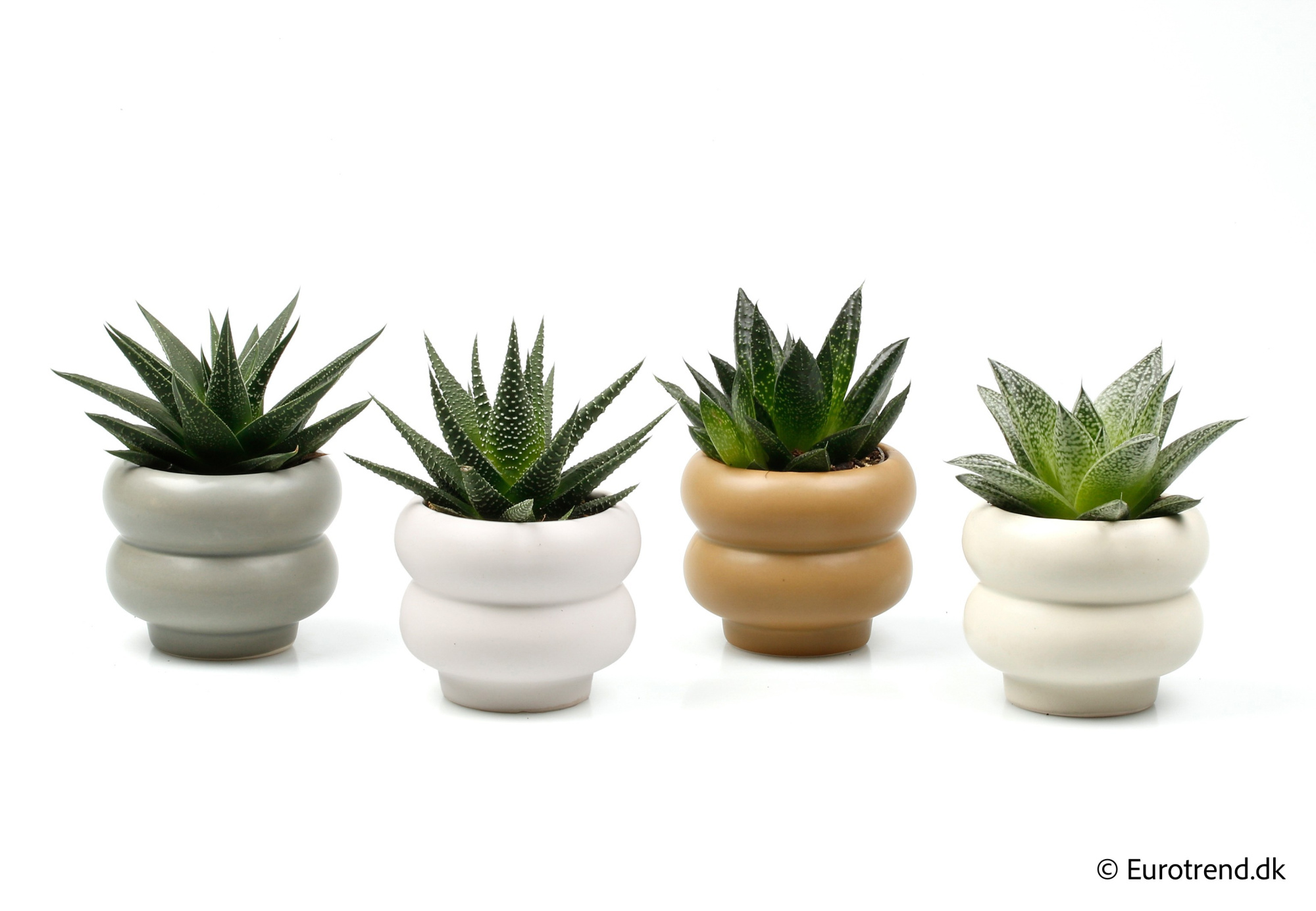 Succulent Mix in New Look ceramic 2026, D 6