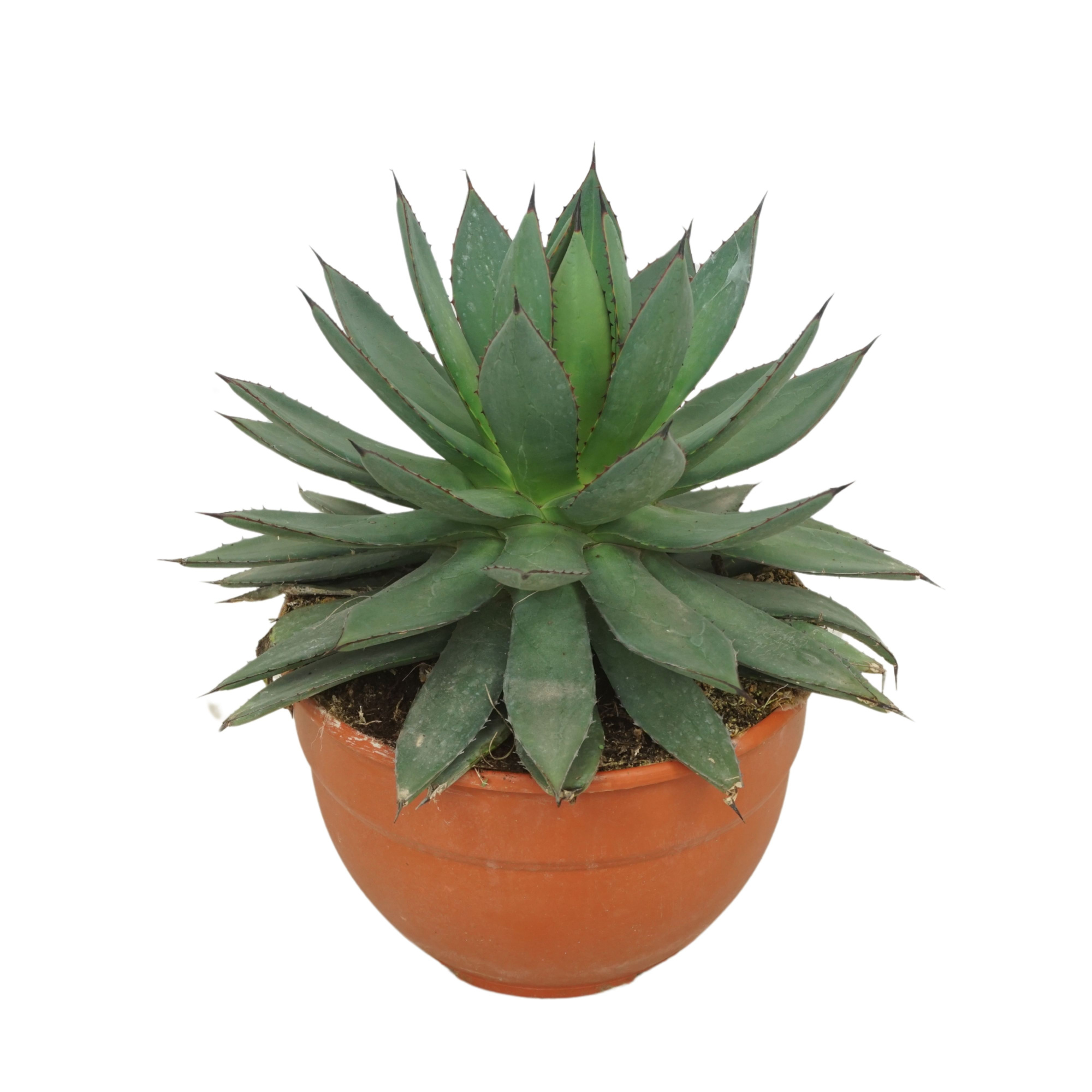 Agave 'Red edge' COMPACT 20 cm, D 20