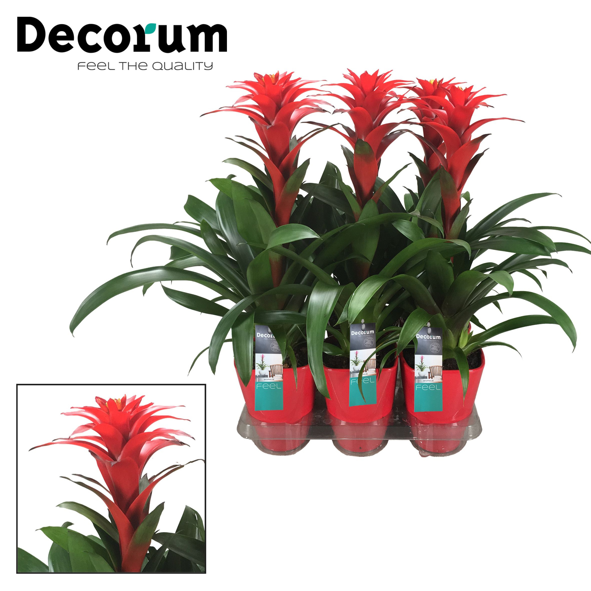 Guzmania Calypso luxe (Decorum), D 14 cm