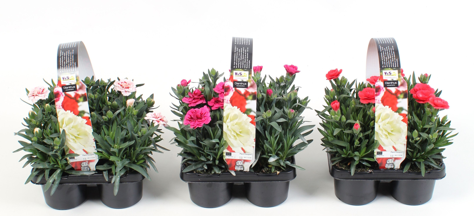 Dianthus diverse kleuren in 4-pack, D 9