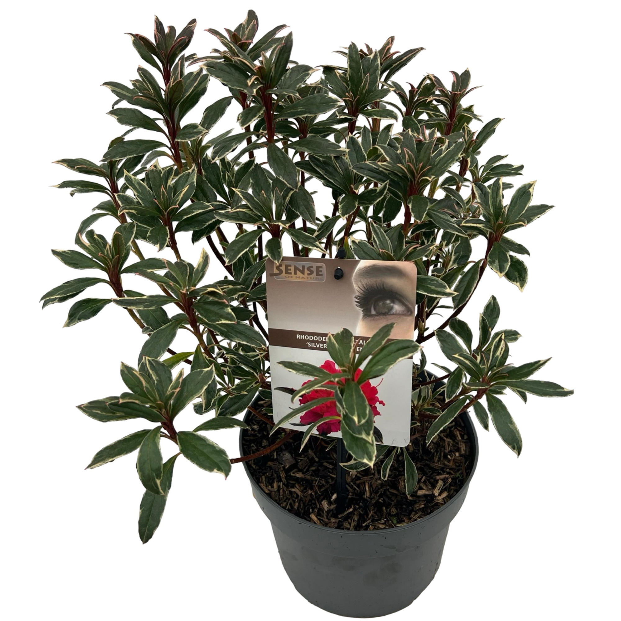Rhododendron Azalea 'Silver Sword' sense, D 19