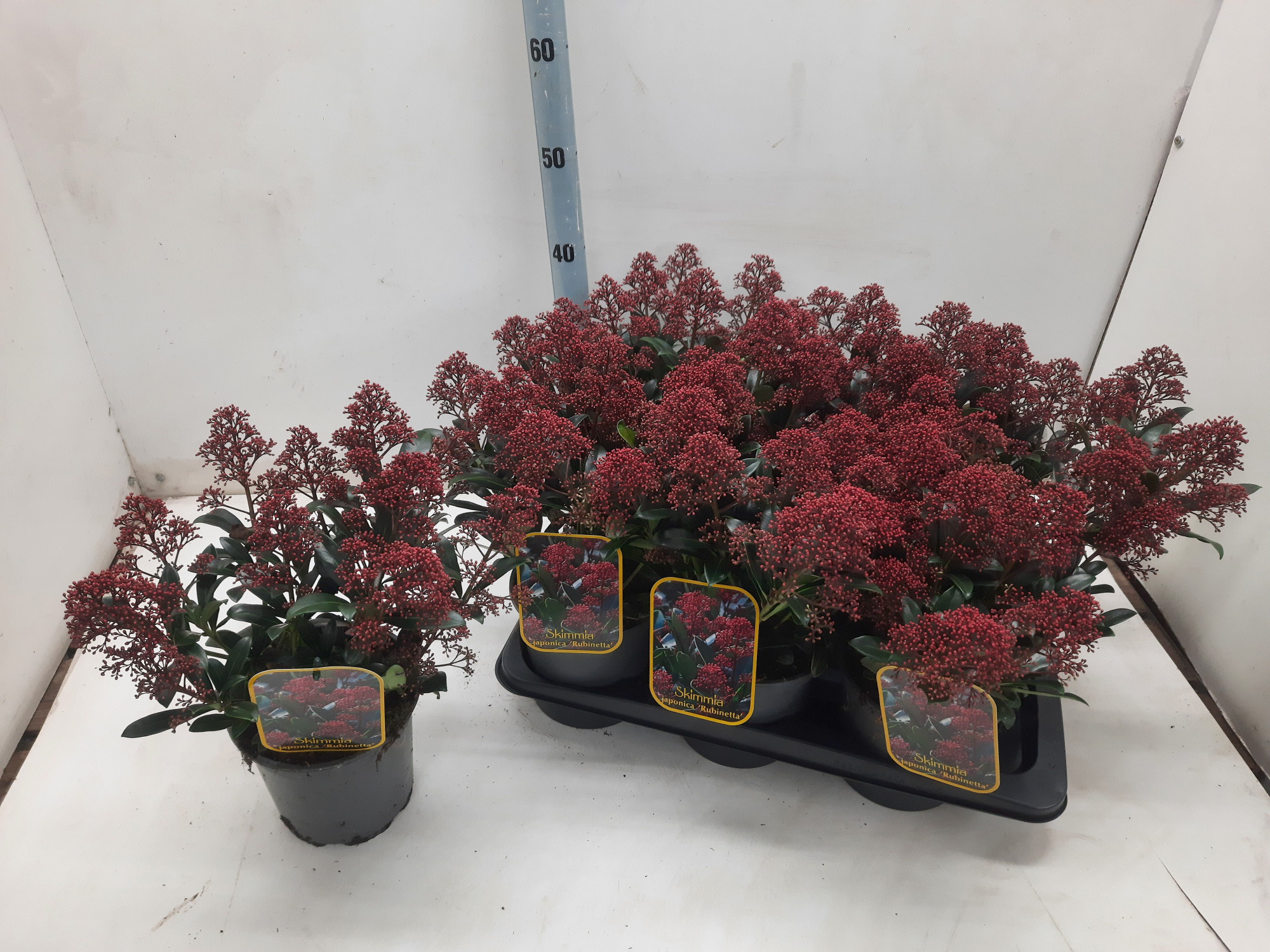 Skimmia jap. Rubinetta, D 17 cm