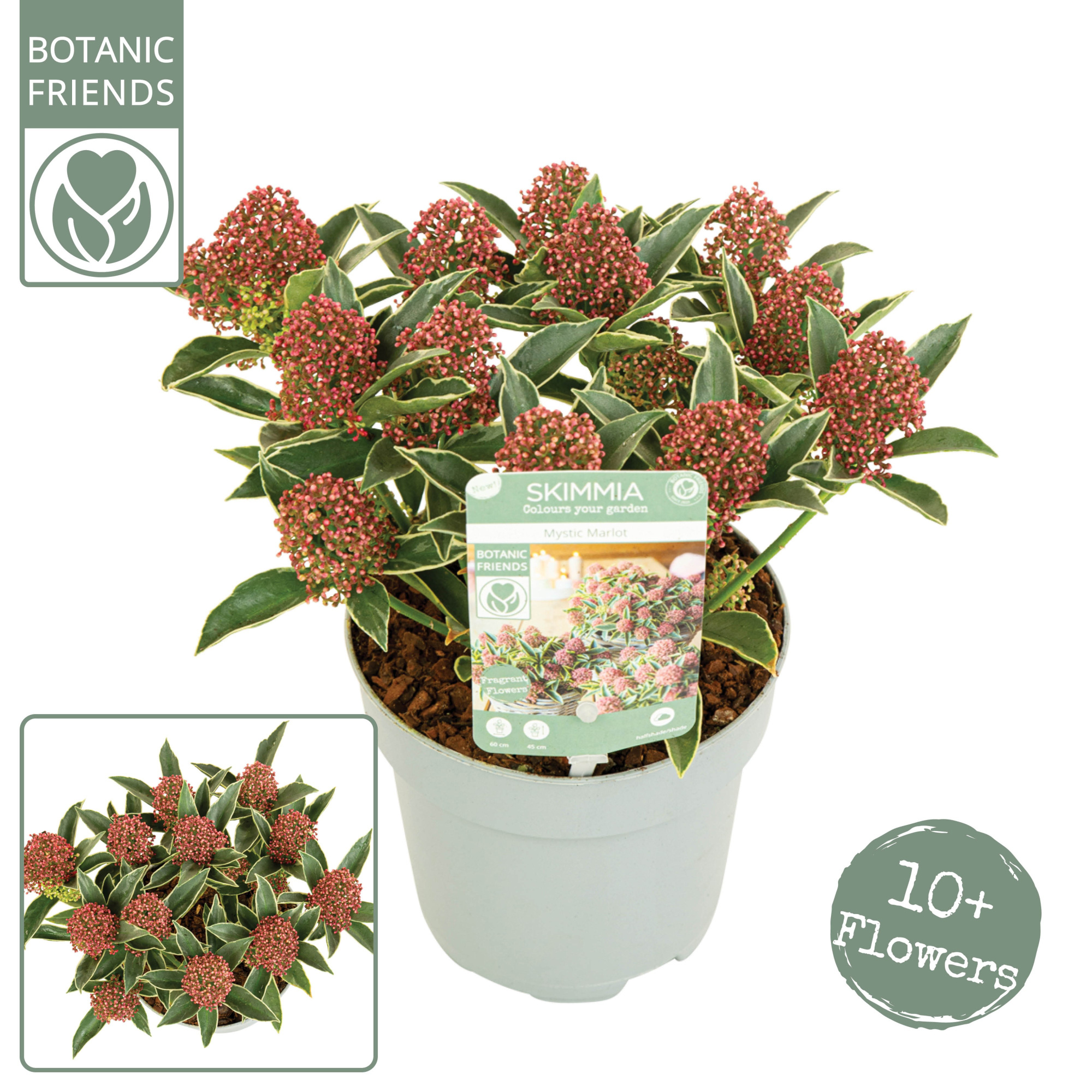 Skimmia japonica 'Mystic Marlot' ® 10+bloem, D 13 cm