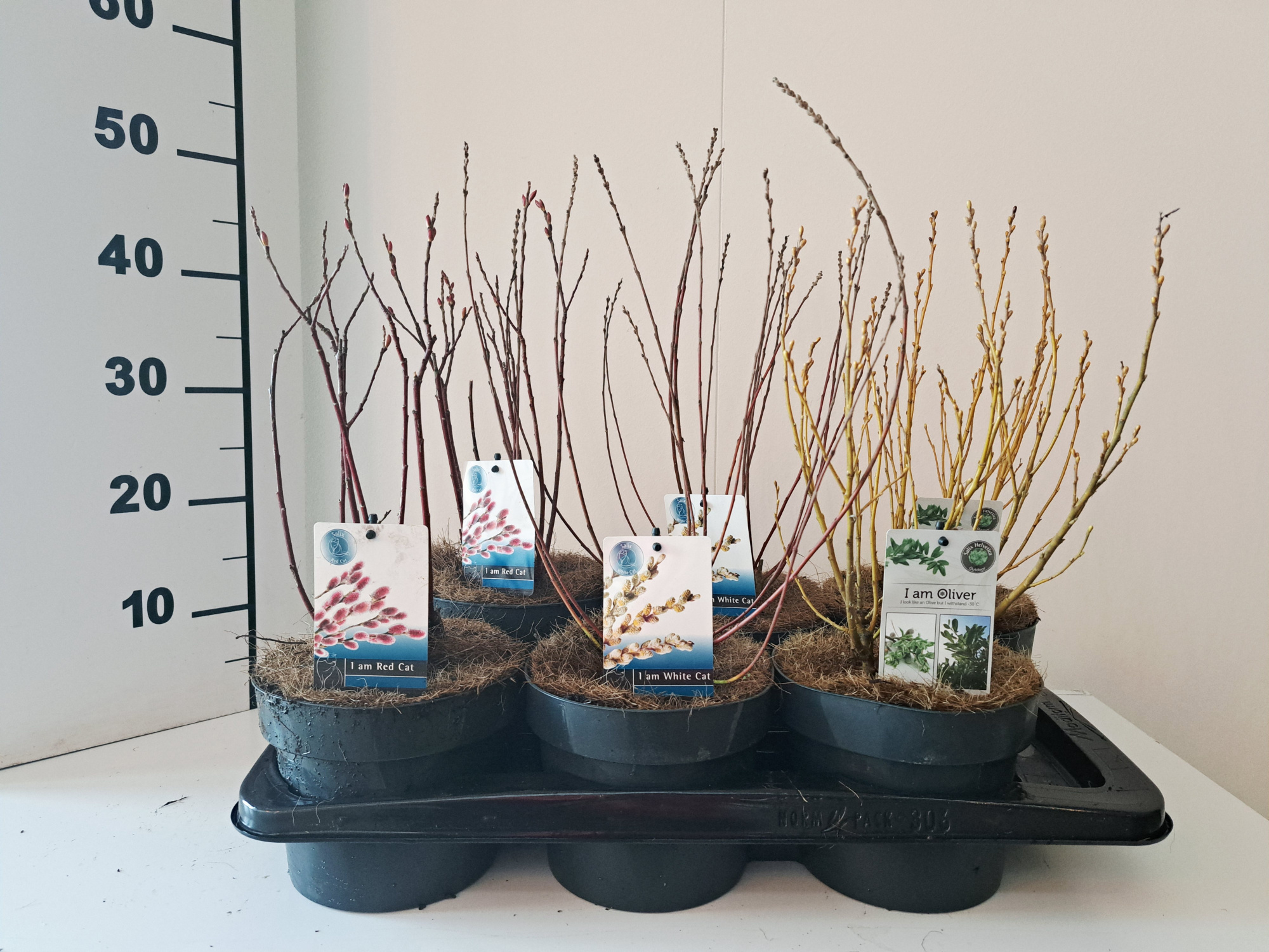 Salix mix bush p17 concept, D 17