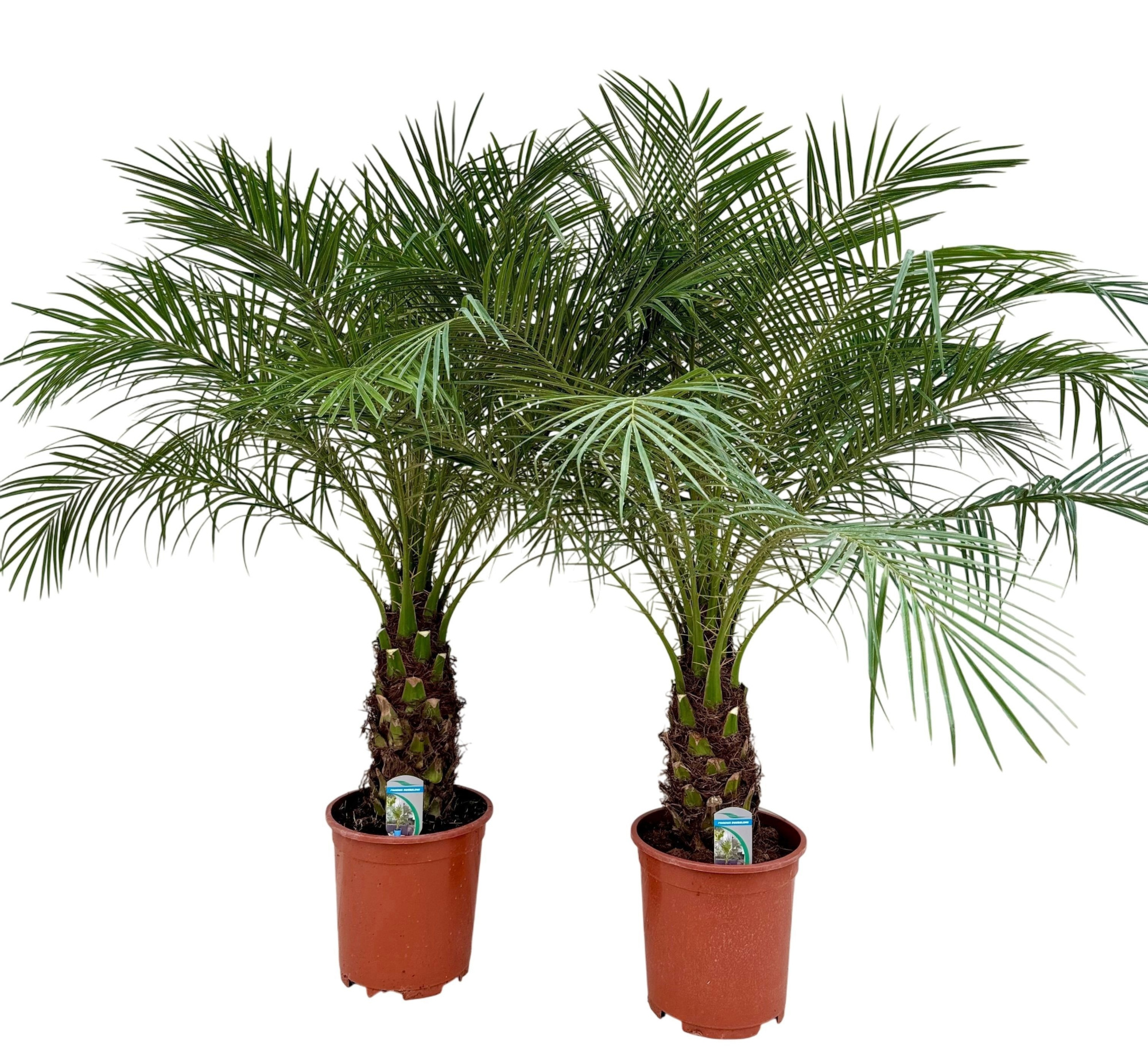 Phoenix roebelenii P27 H130, D 27 cm