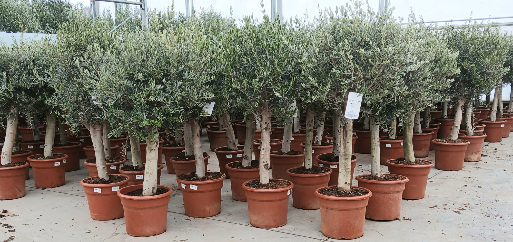 olea europaea, D 40