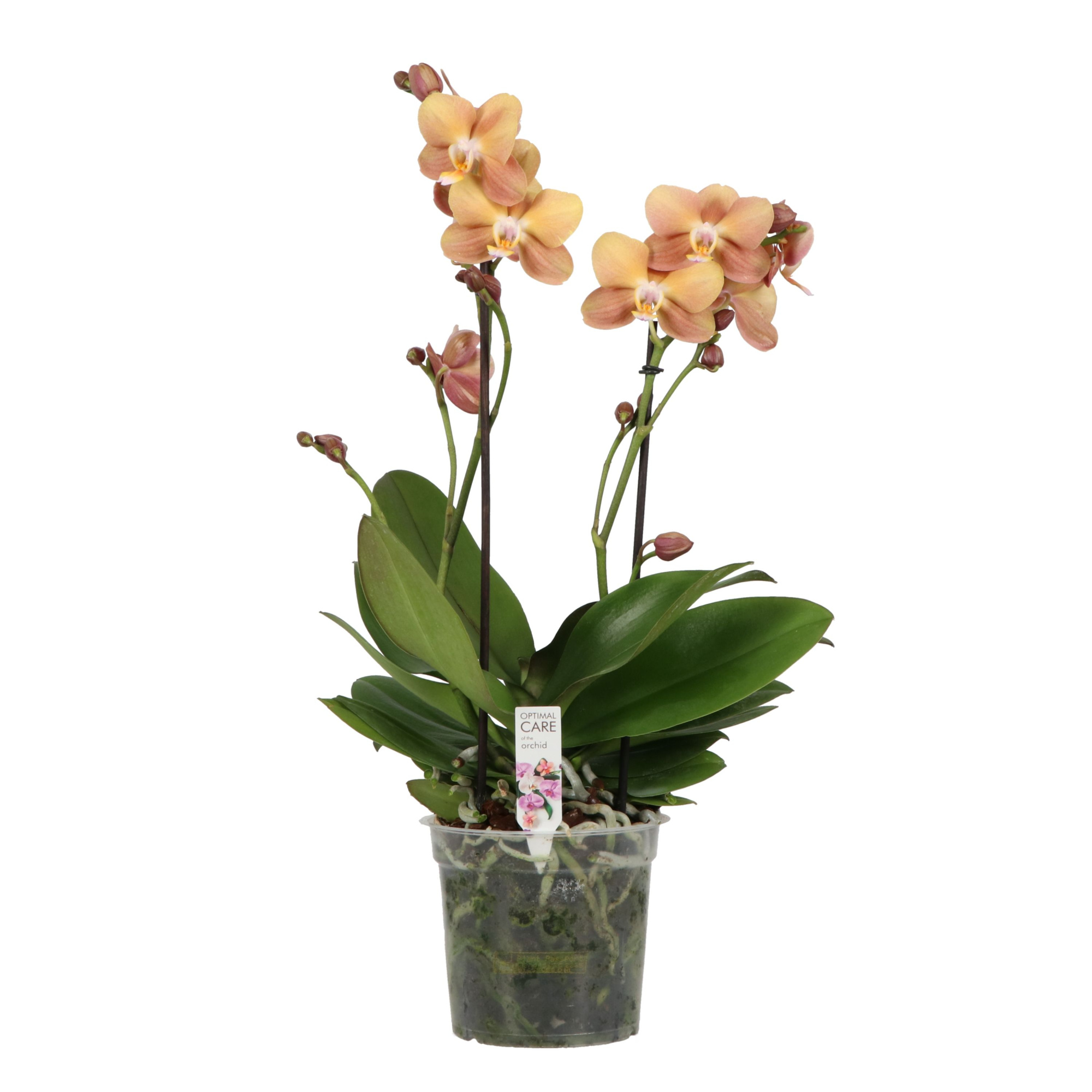 Colours P15 A2 Monaco, D 15 cm