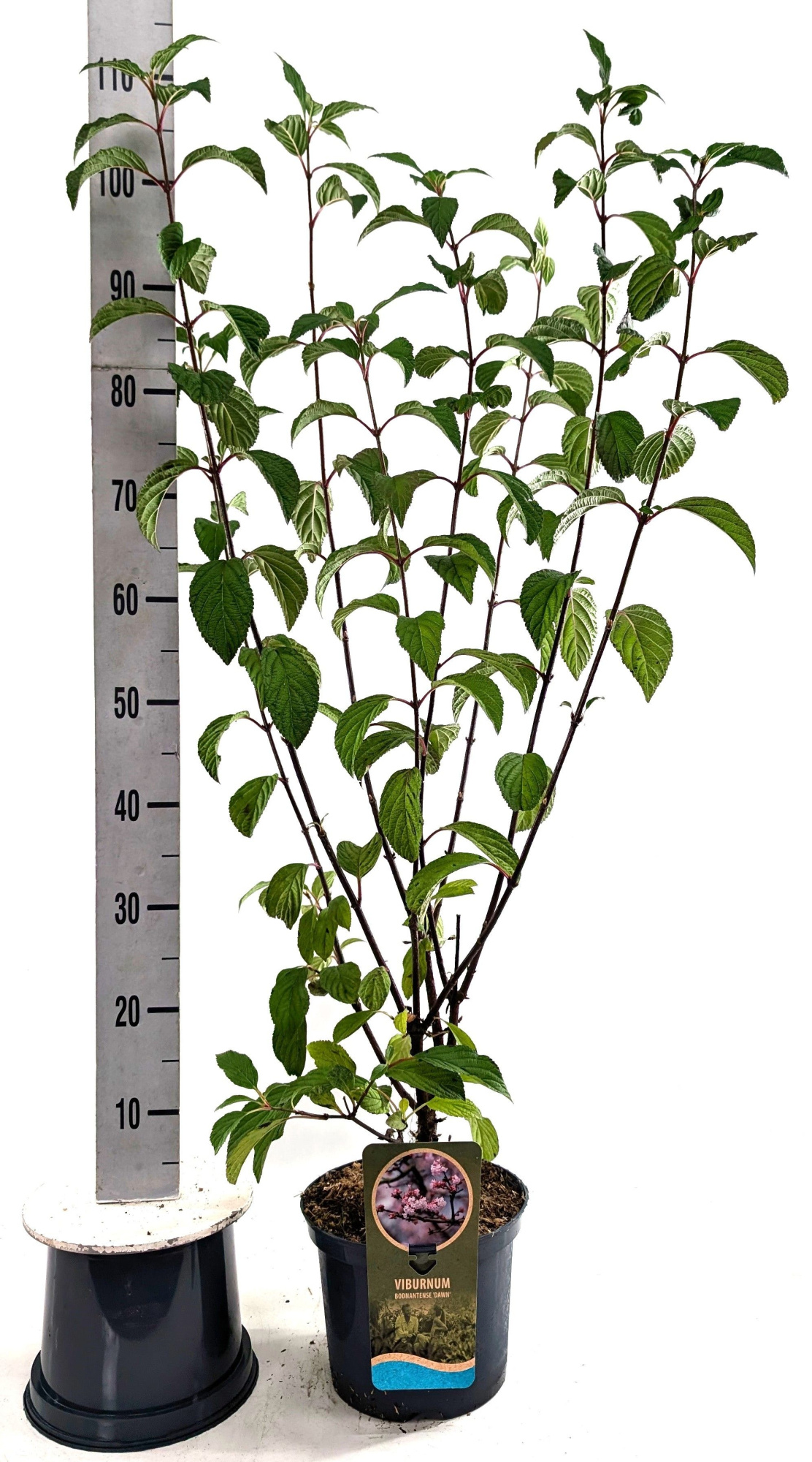 Viburnum bod. 'Dawn', D 23 cm