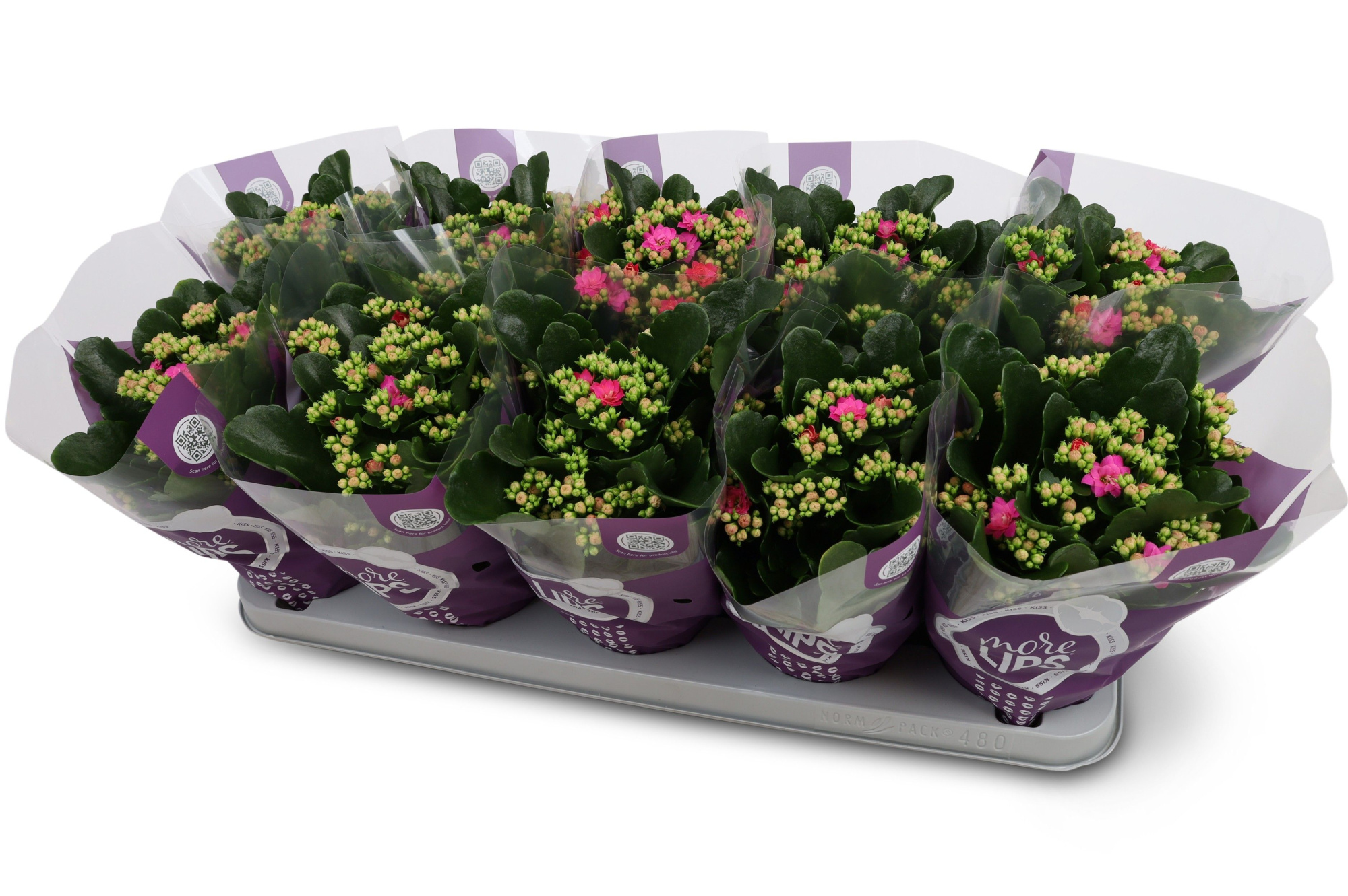 Kalanchoë Perfecta Purple MoreLIPS hoes, D 12 cm