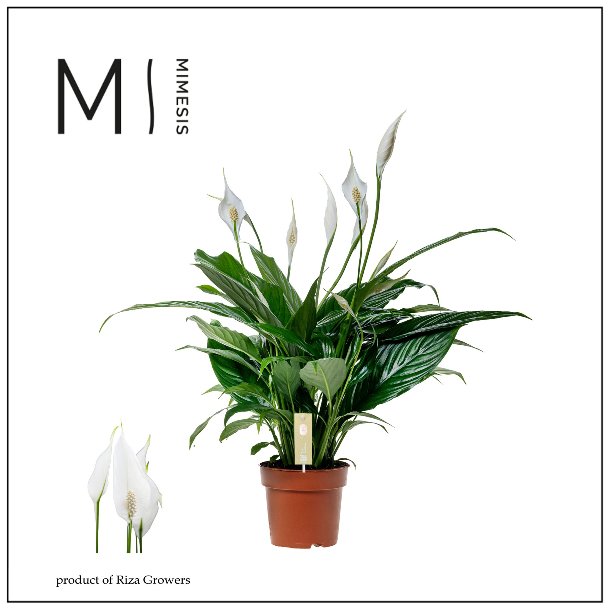 Spathiphyllum Sweet Benito - 13cm | Mimesis, D 13 cm