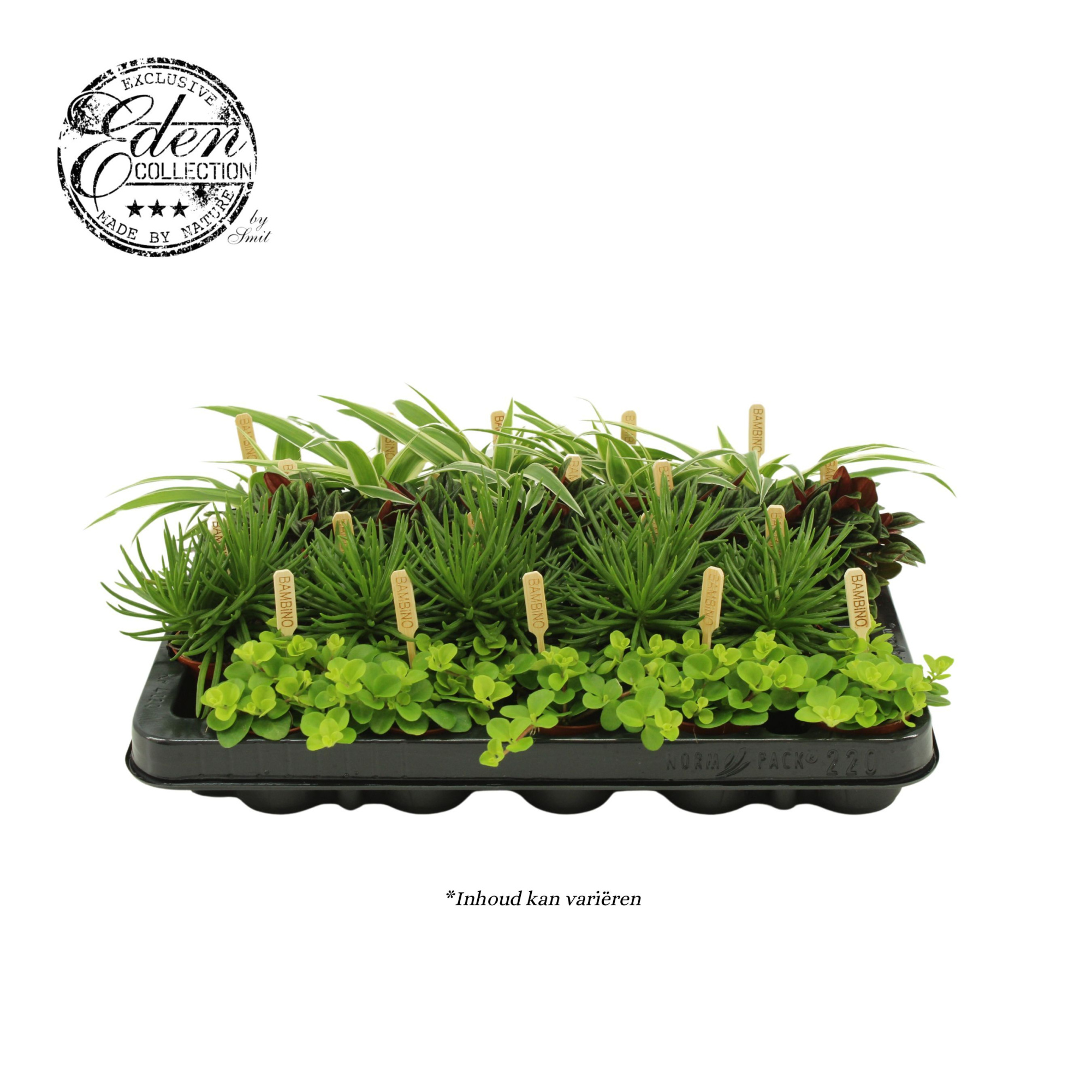 Gemengde tray 5,5cm ''eden-mix" A+, D 5,5 cm