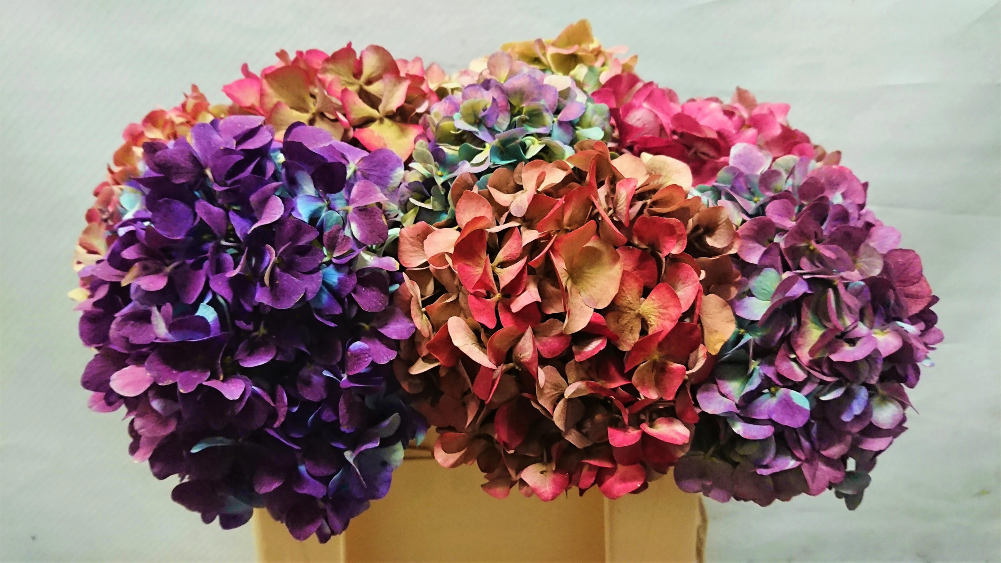 Гортензия Овериг Классик 30, шт.