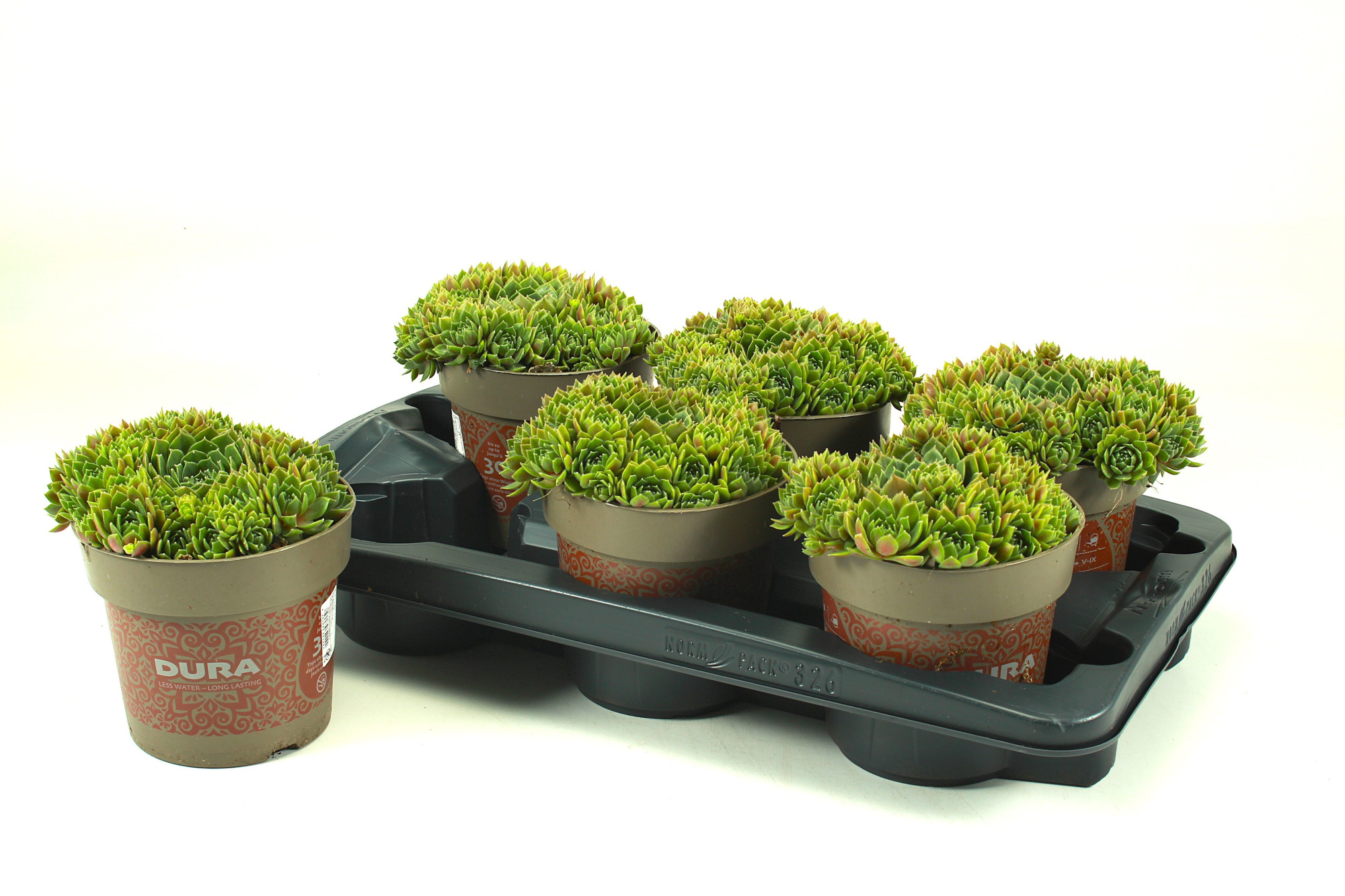 Sempervivum Premium "Commander Hay" T15, D 15 cm