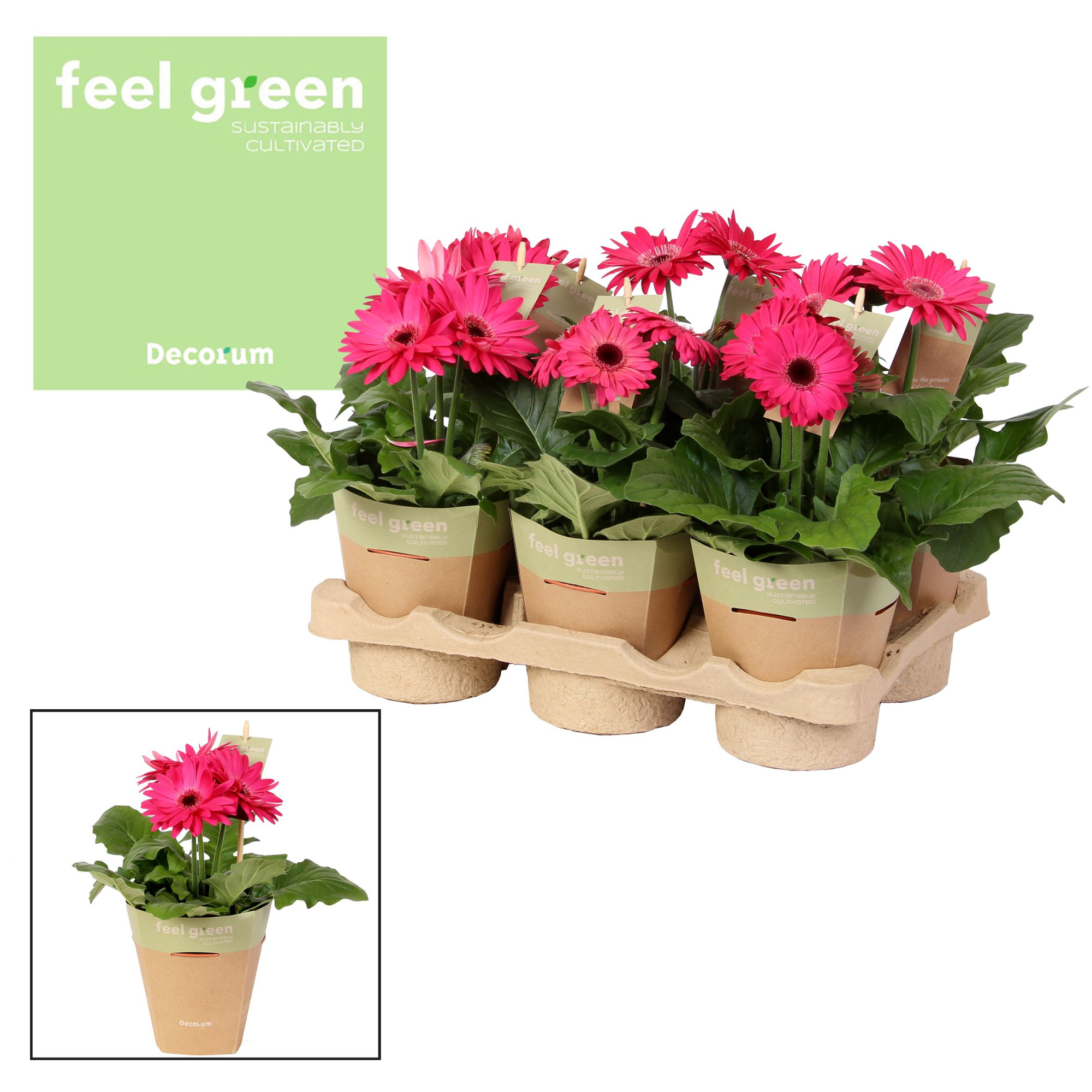 Gerbera paars tinten 2+bl. Feel Green, nature pc Decorum, D 12