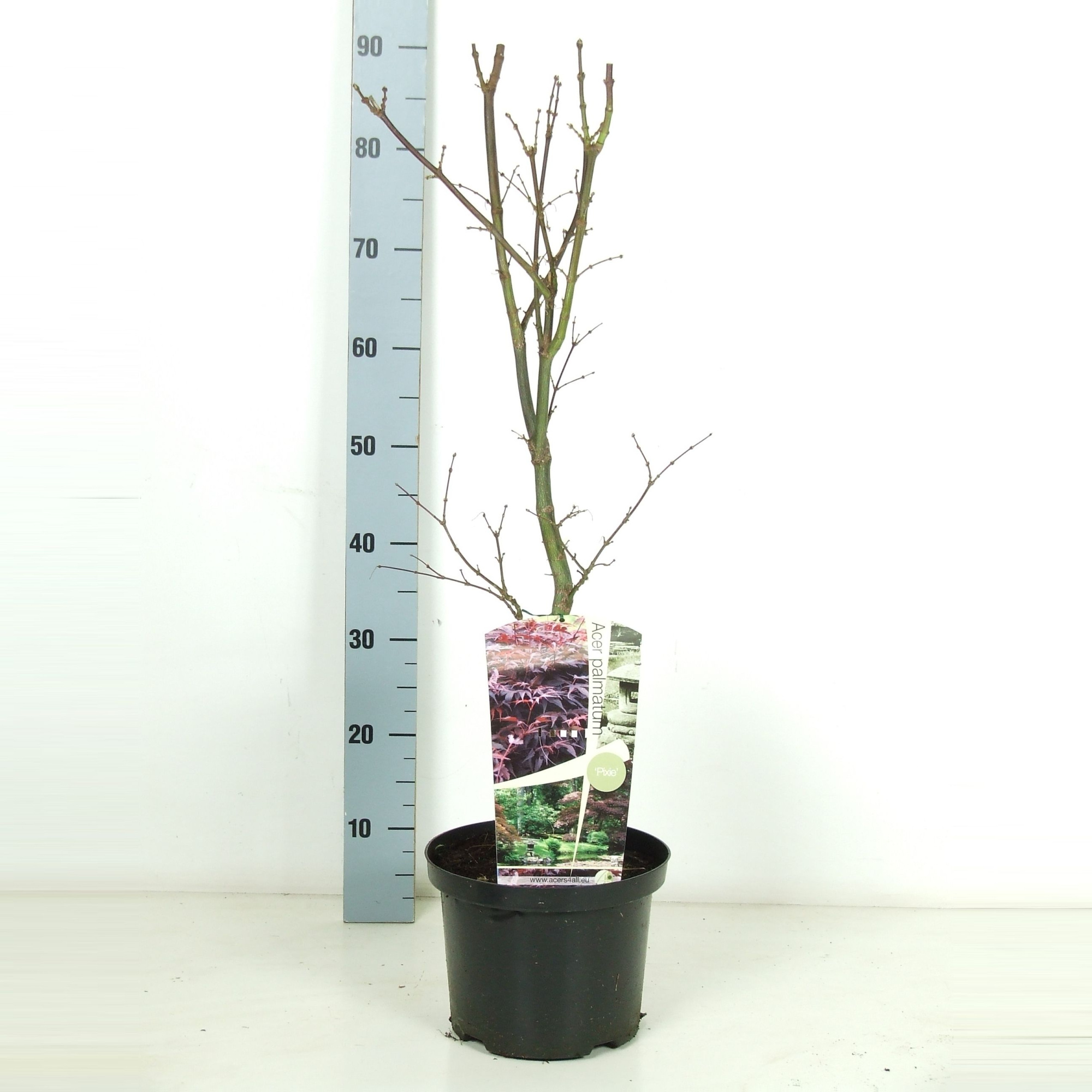 Acer palmatum 'Pixie' P23 Full CC, D 23