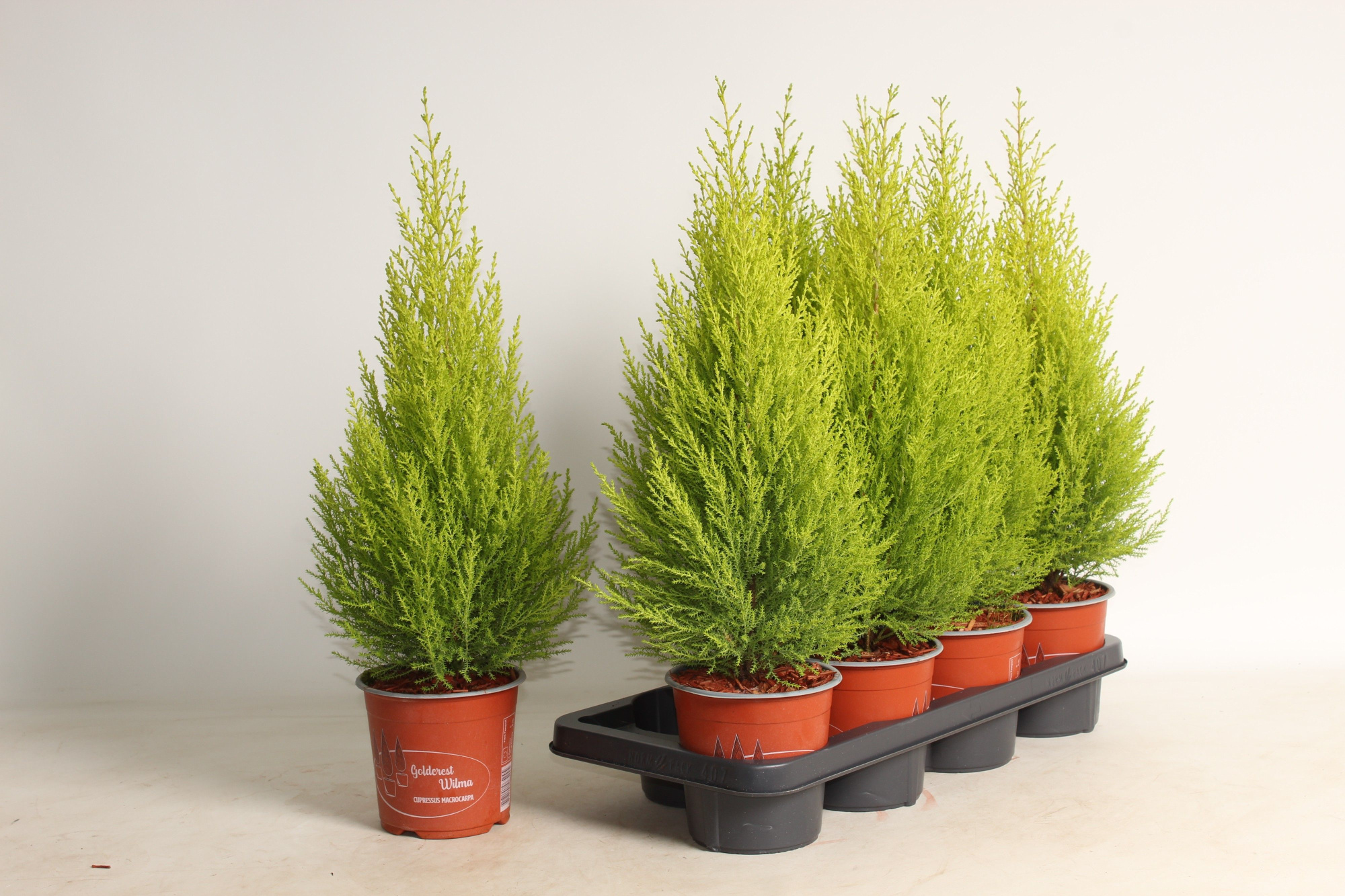 Cupressus 'Goldcrest Wilma' 55cm afgestrooid met bark, D 14 cm