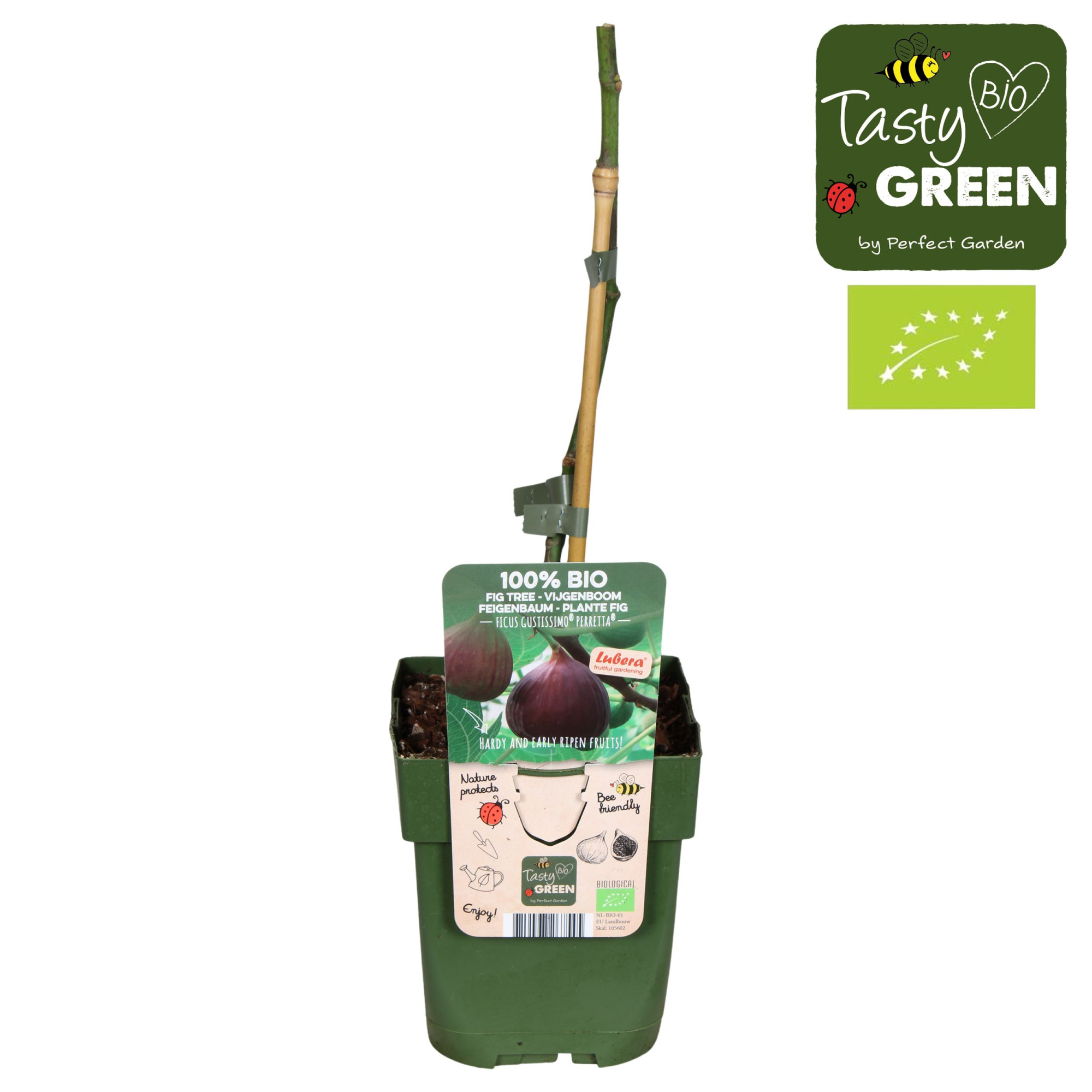 Ficus Gustissimo® Perretta® Bio P13, D 13