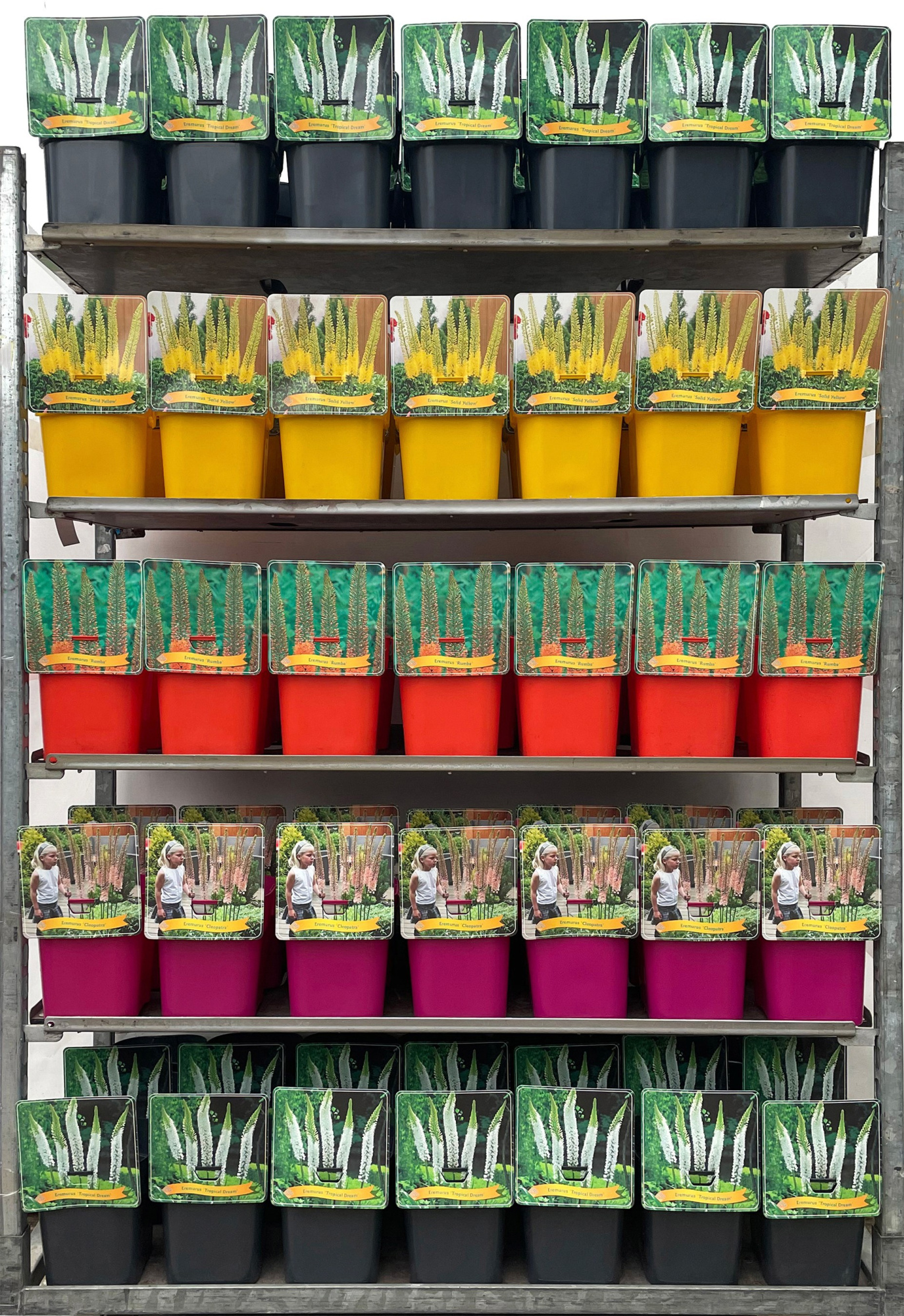 Eremurus Mix CC C5, D 21