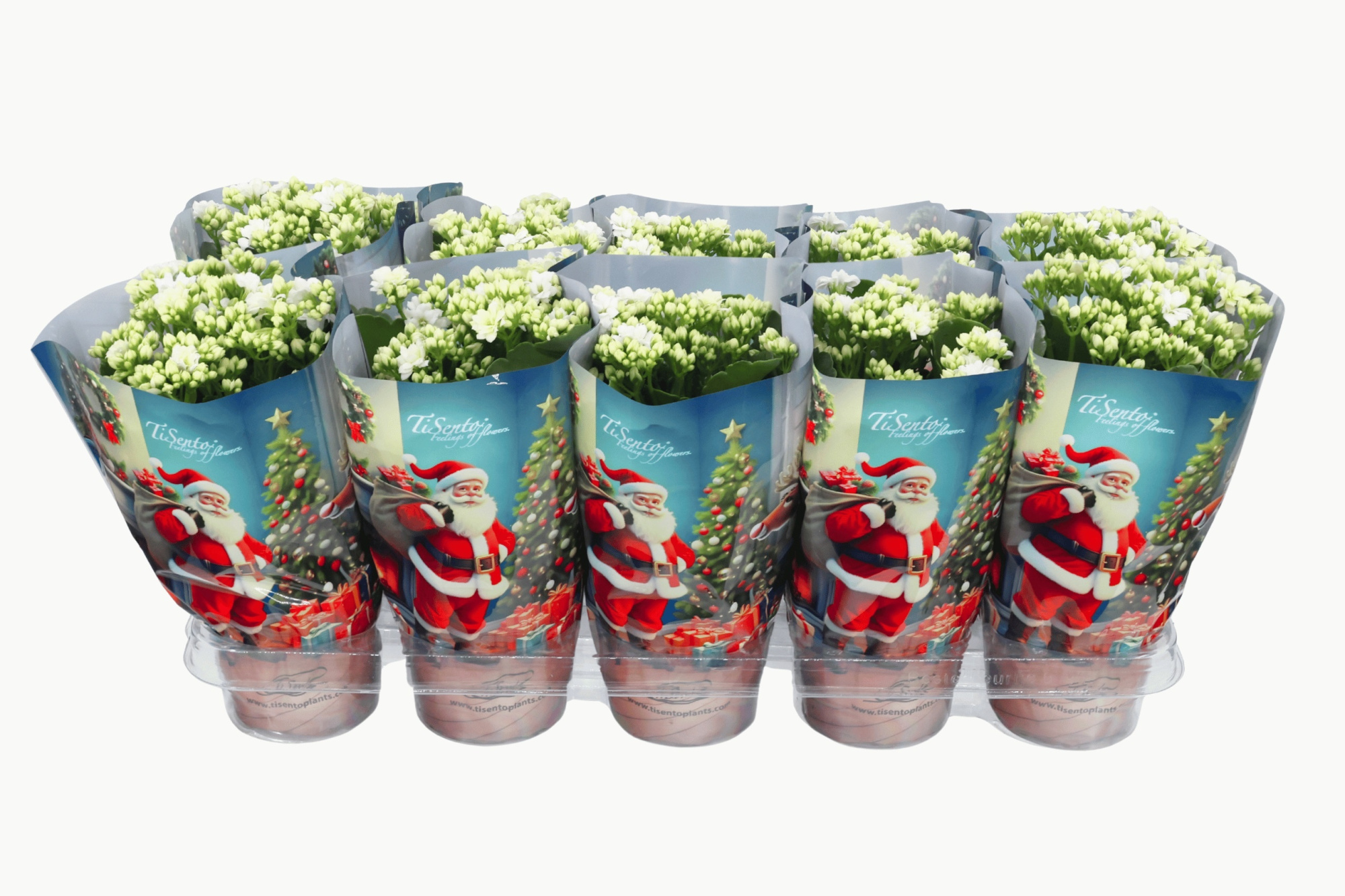 Calandiva wit 12 cm The Christmas wish, D 12 cm