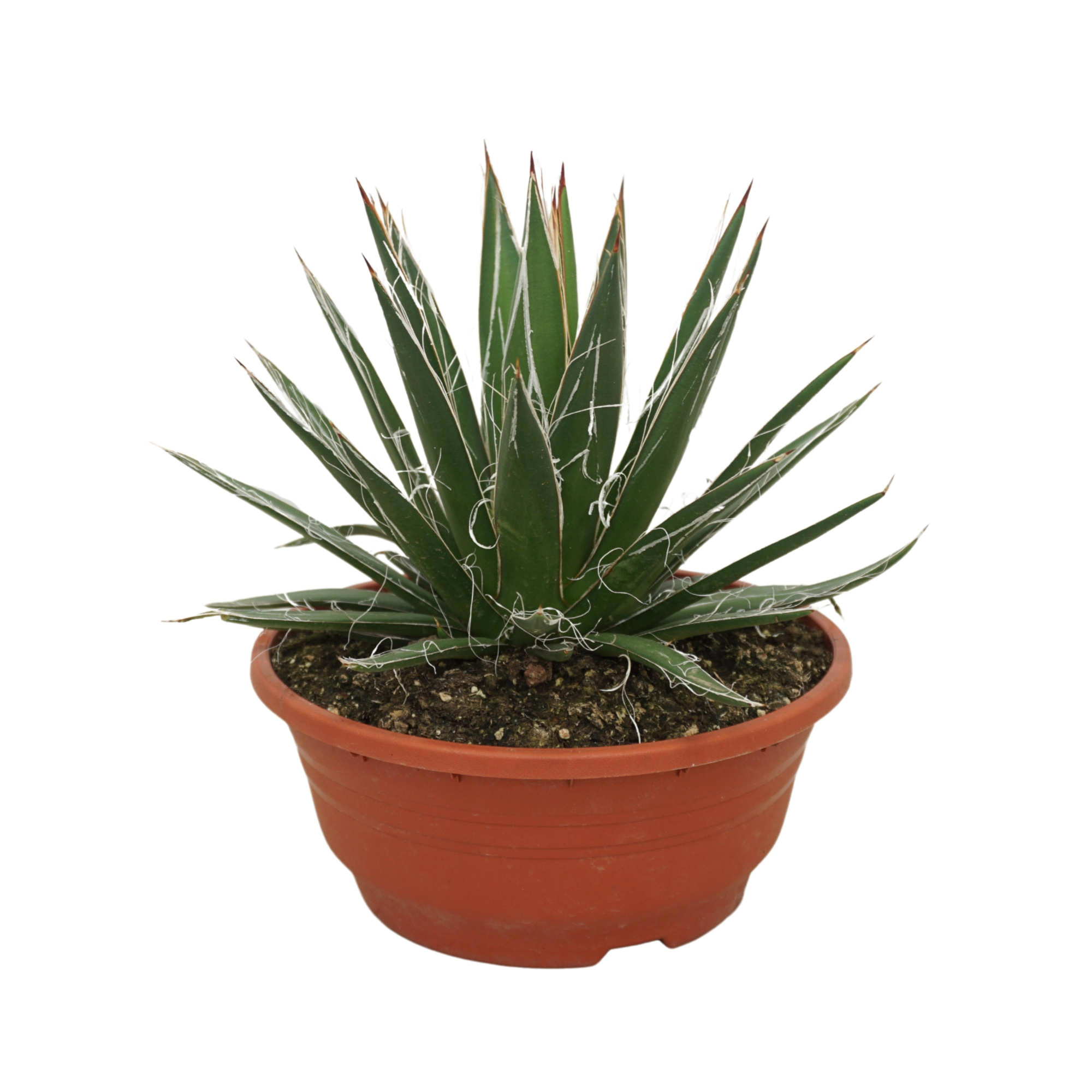 Agave filifera 20 cm, D 20